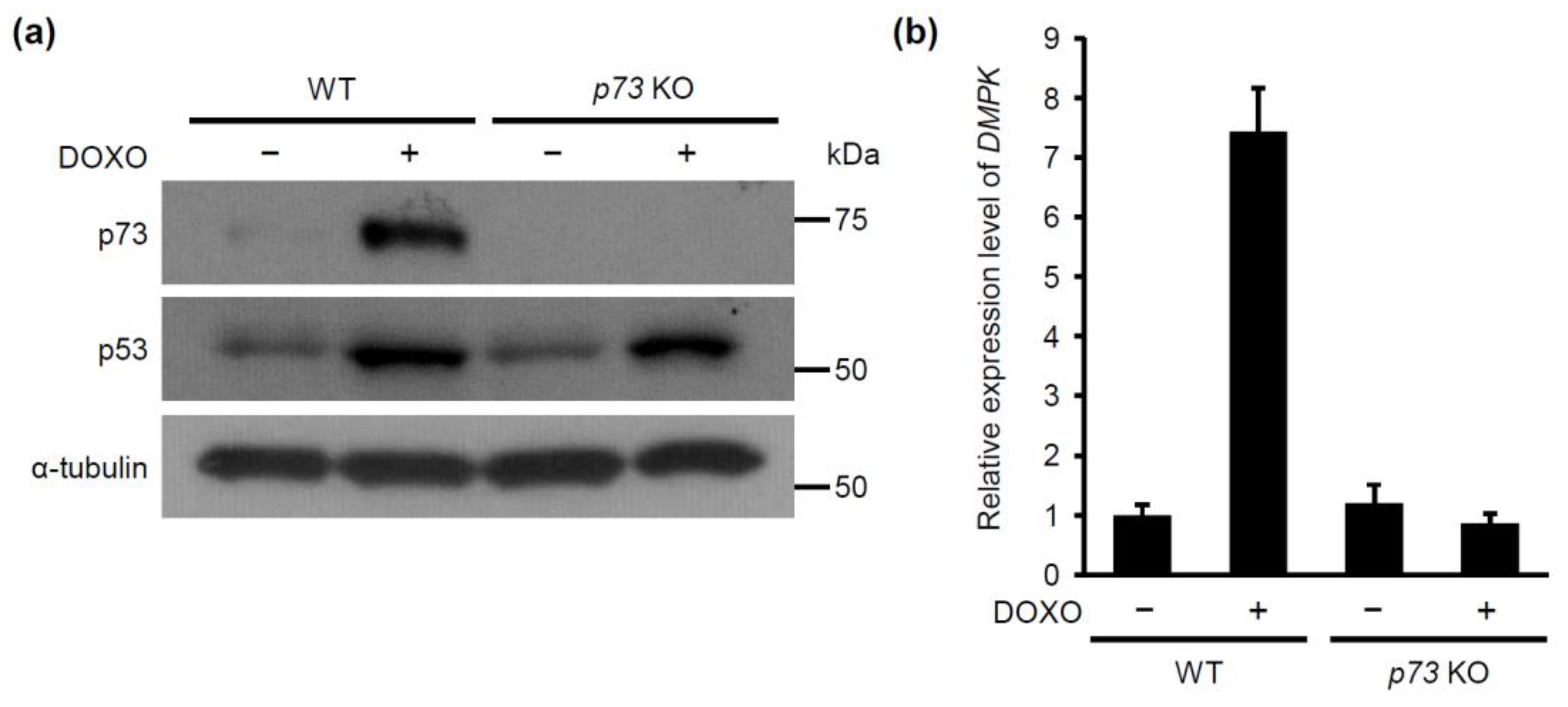 Molecules 24 03175 g004 Molecules 24 03175 g004