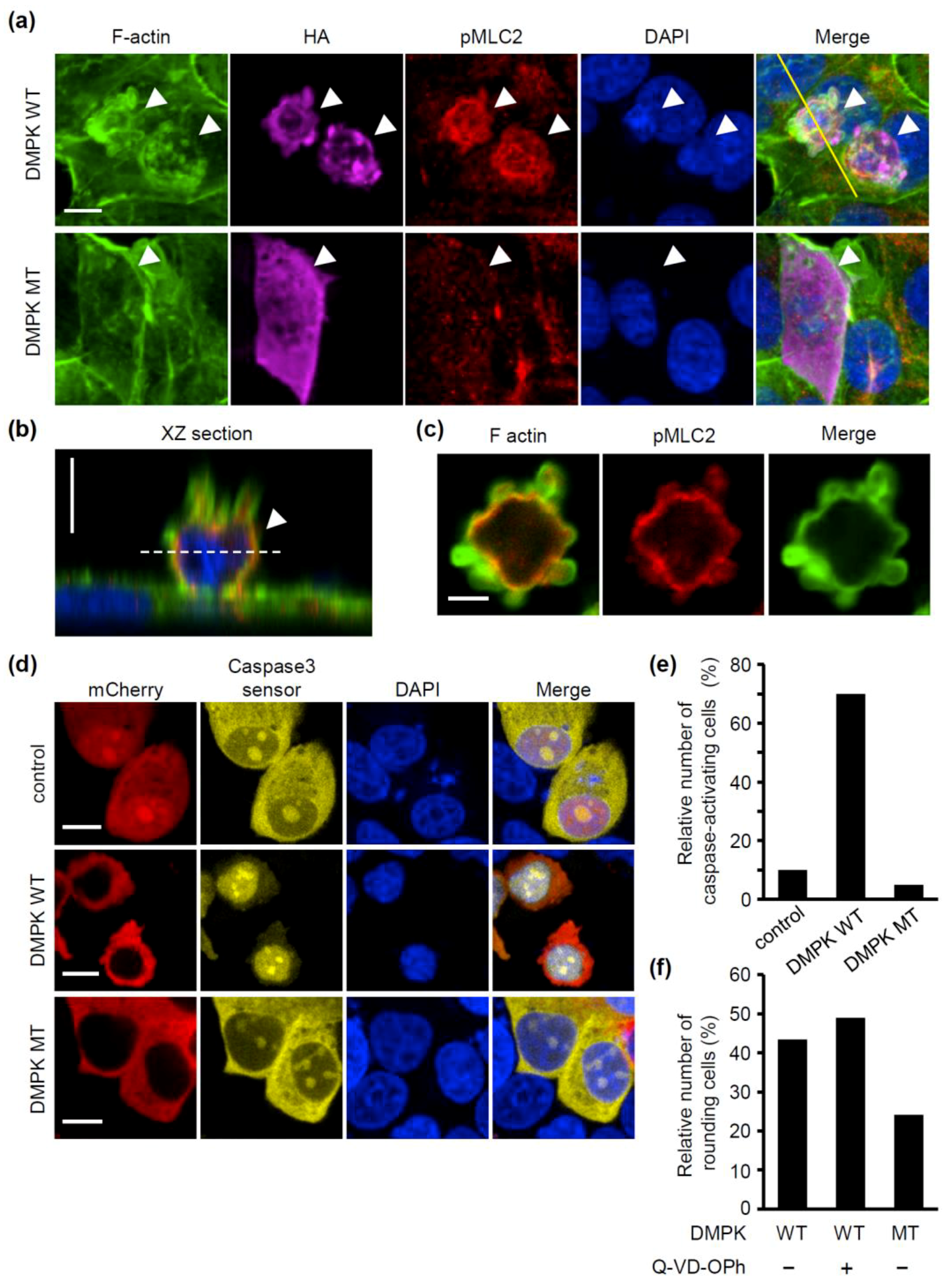 Molecules 24 03175 g005 Molecules 24 03175 g005