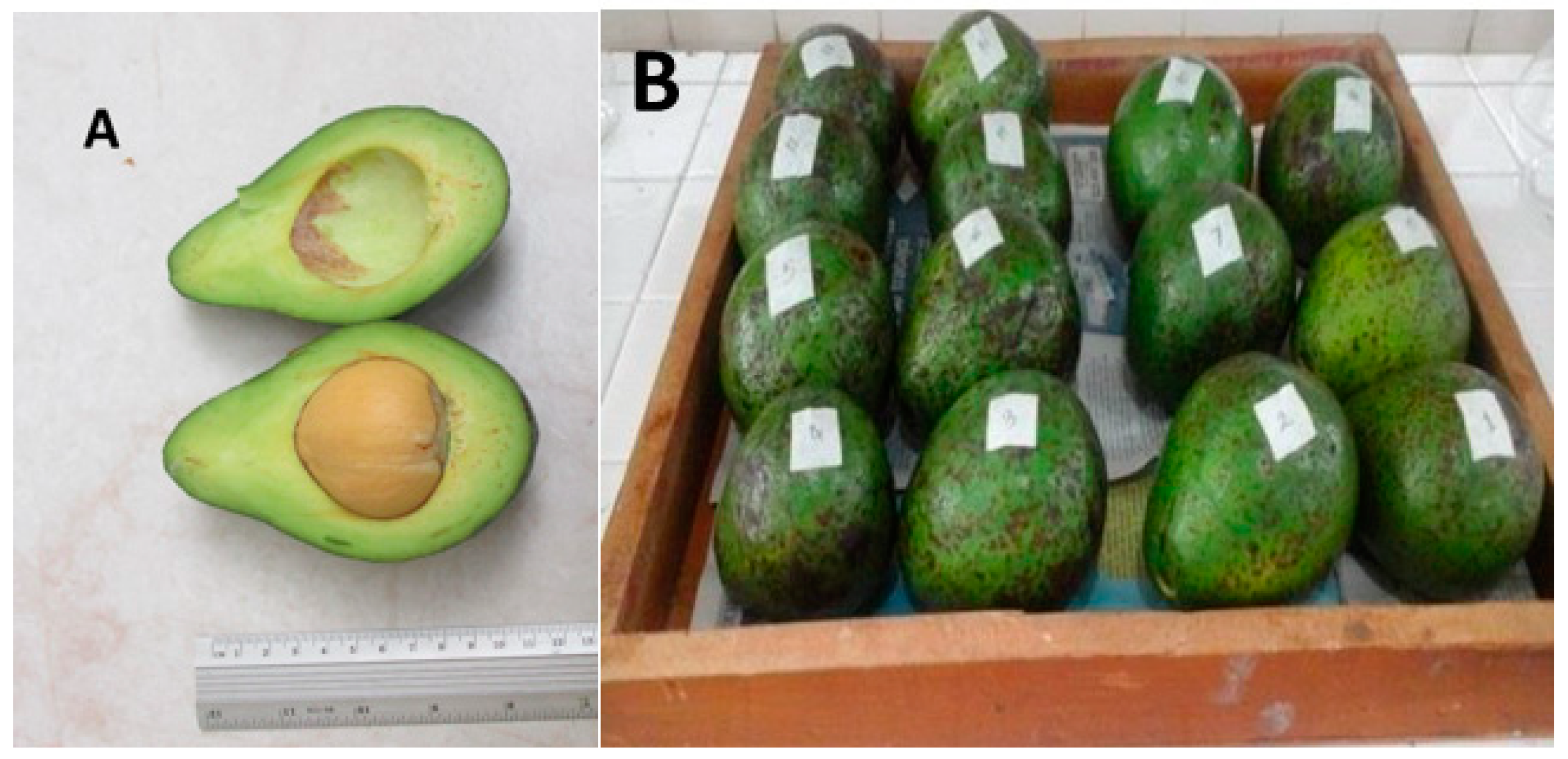 One Piece Open Seas Variant Fruits