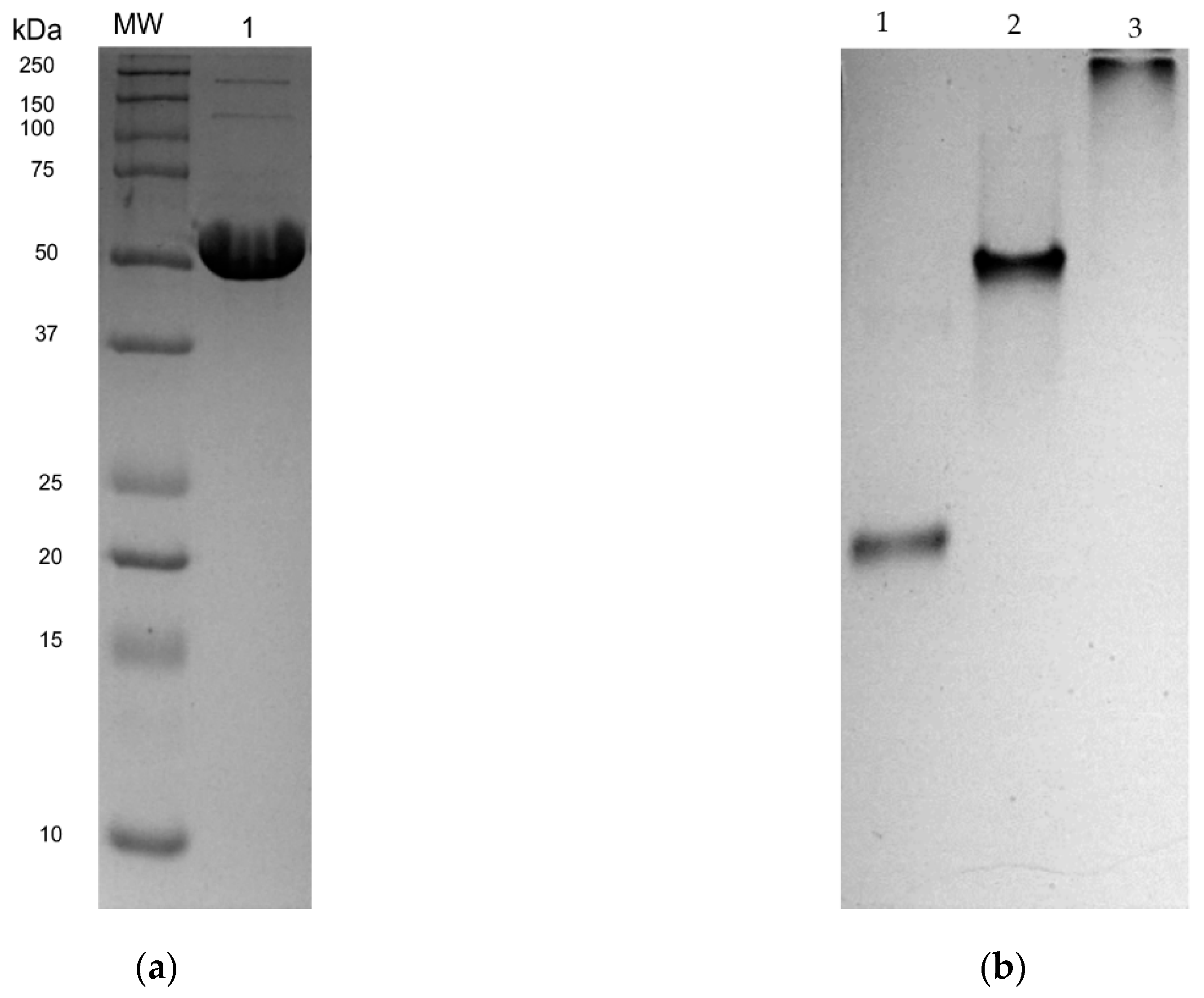 Molecules 24 03216 g004