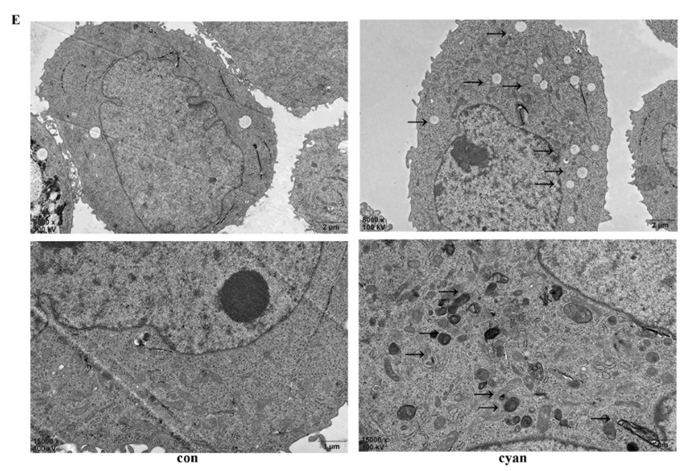 Molecules 24 03231 g005b