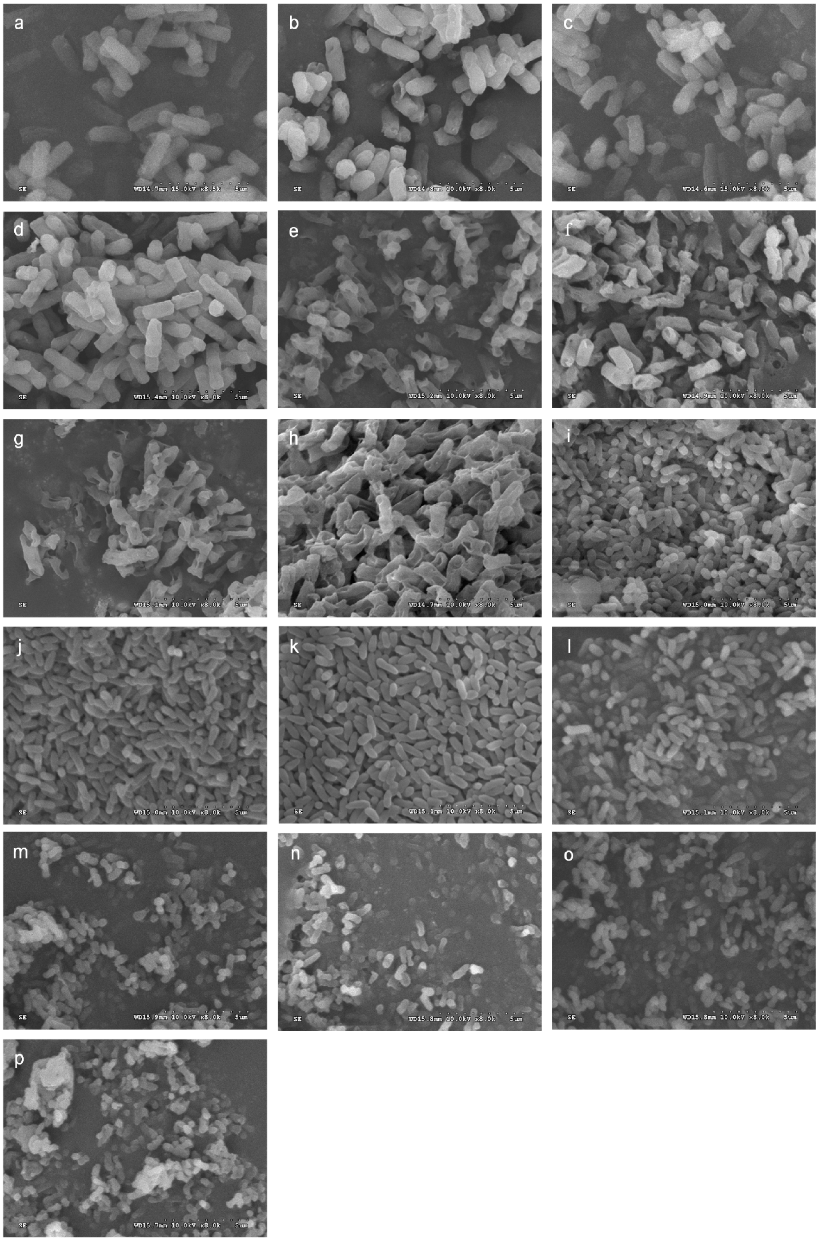Molecules 24 03246 g004 Molecules 24 03246 g004