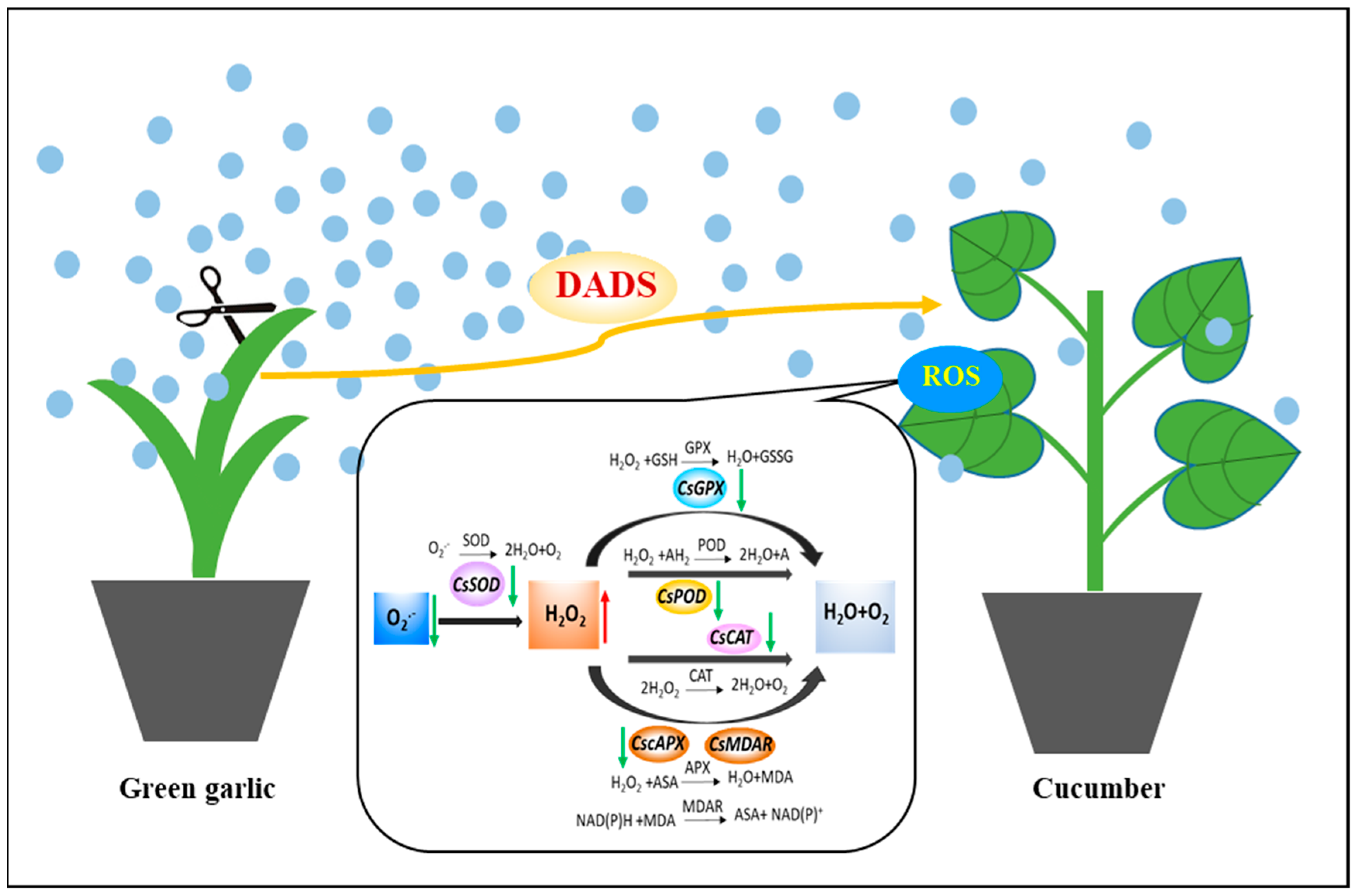 Molecules 24 03263 g005 Molecules 24 03263 g005