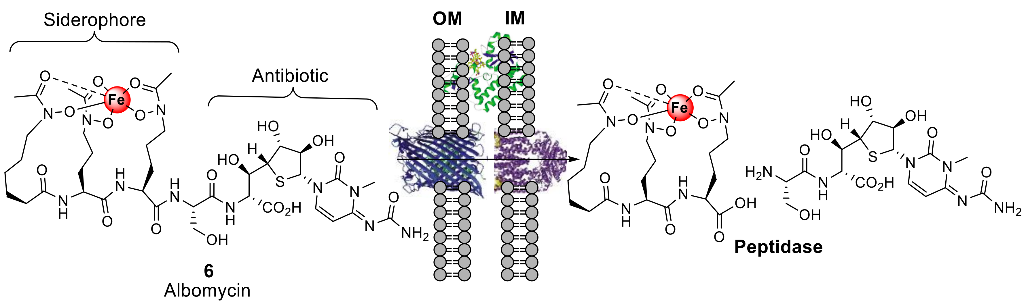Molecules 24 03314 g003
