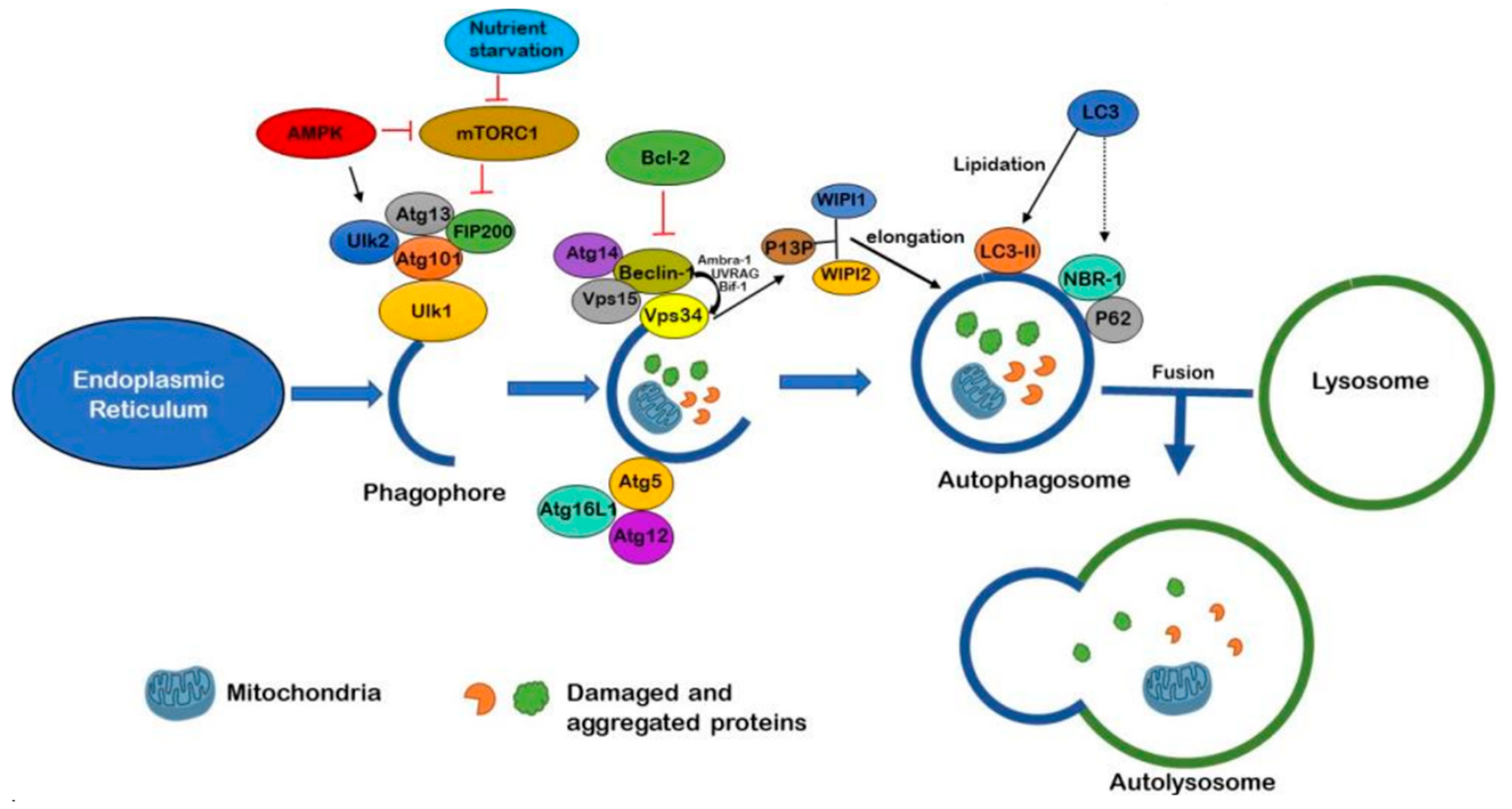 Molecules 24 03372 g001