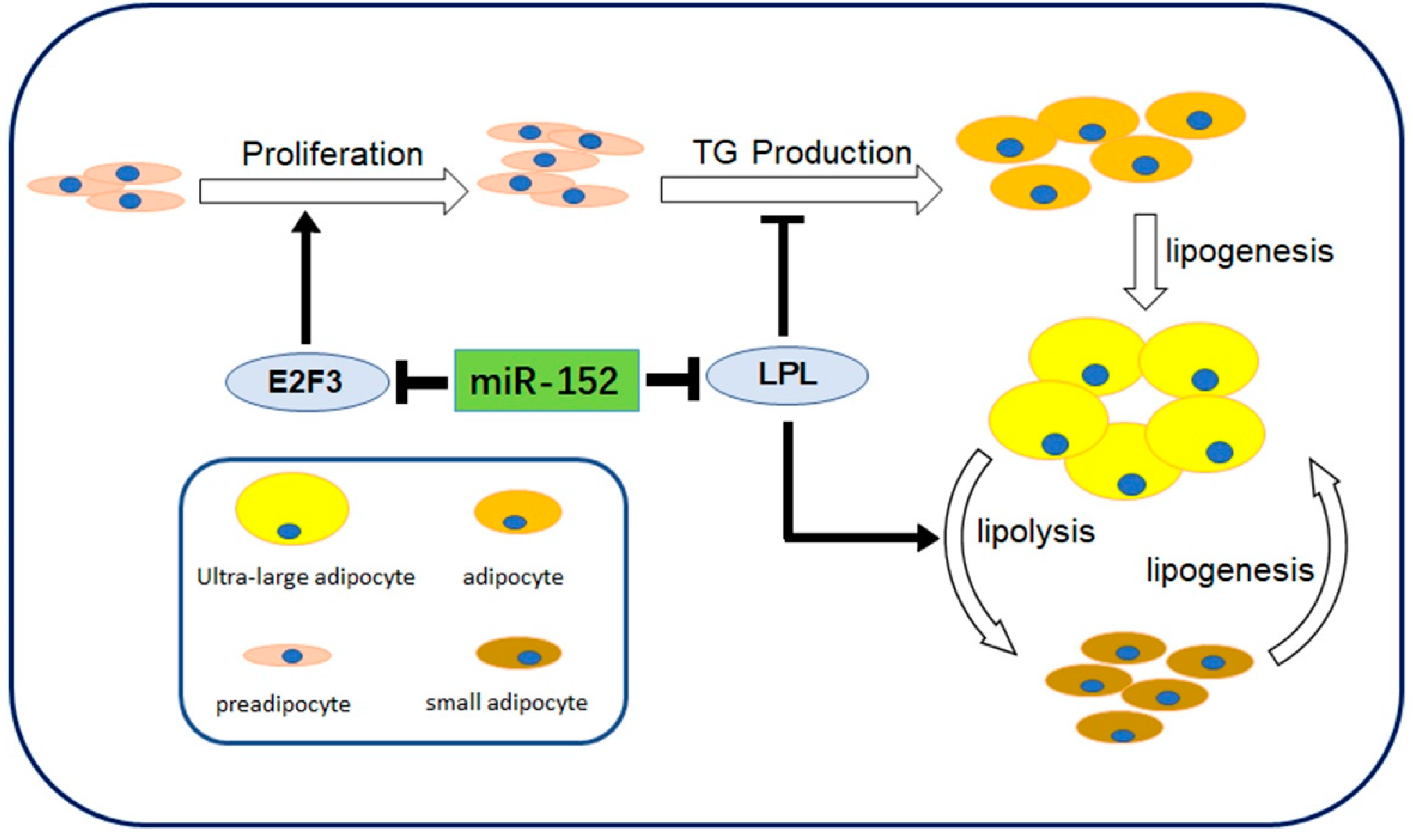 Molecules 24 03379 g006