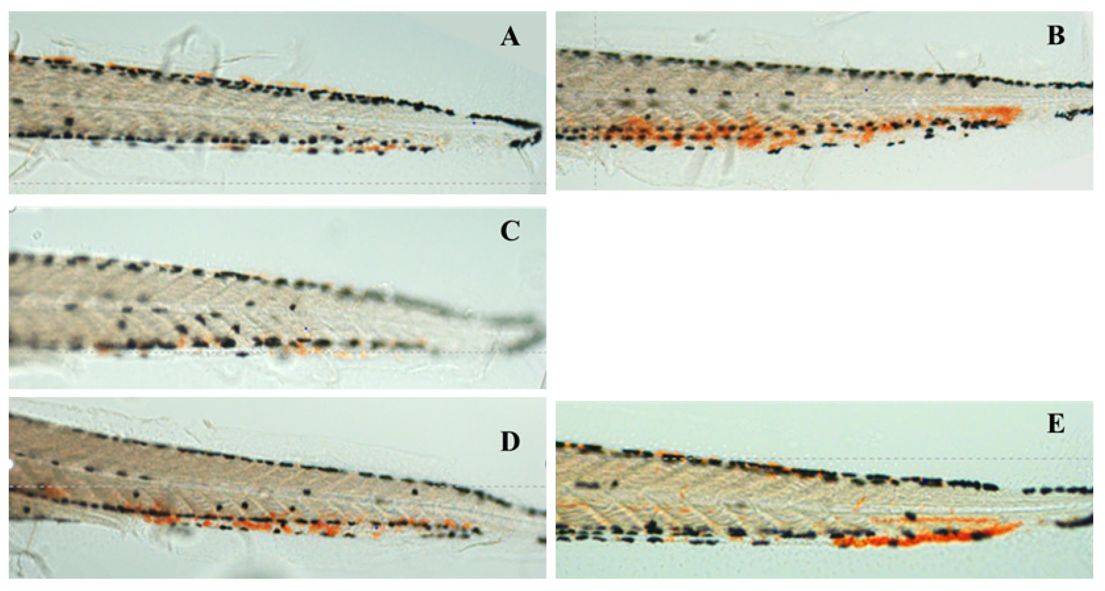 Molecules 24 03381 g004