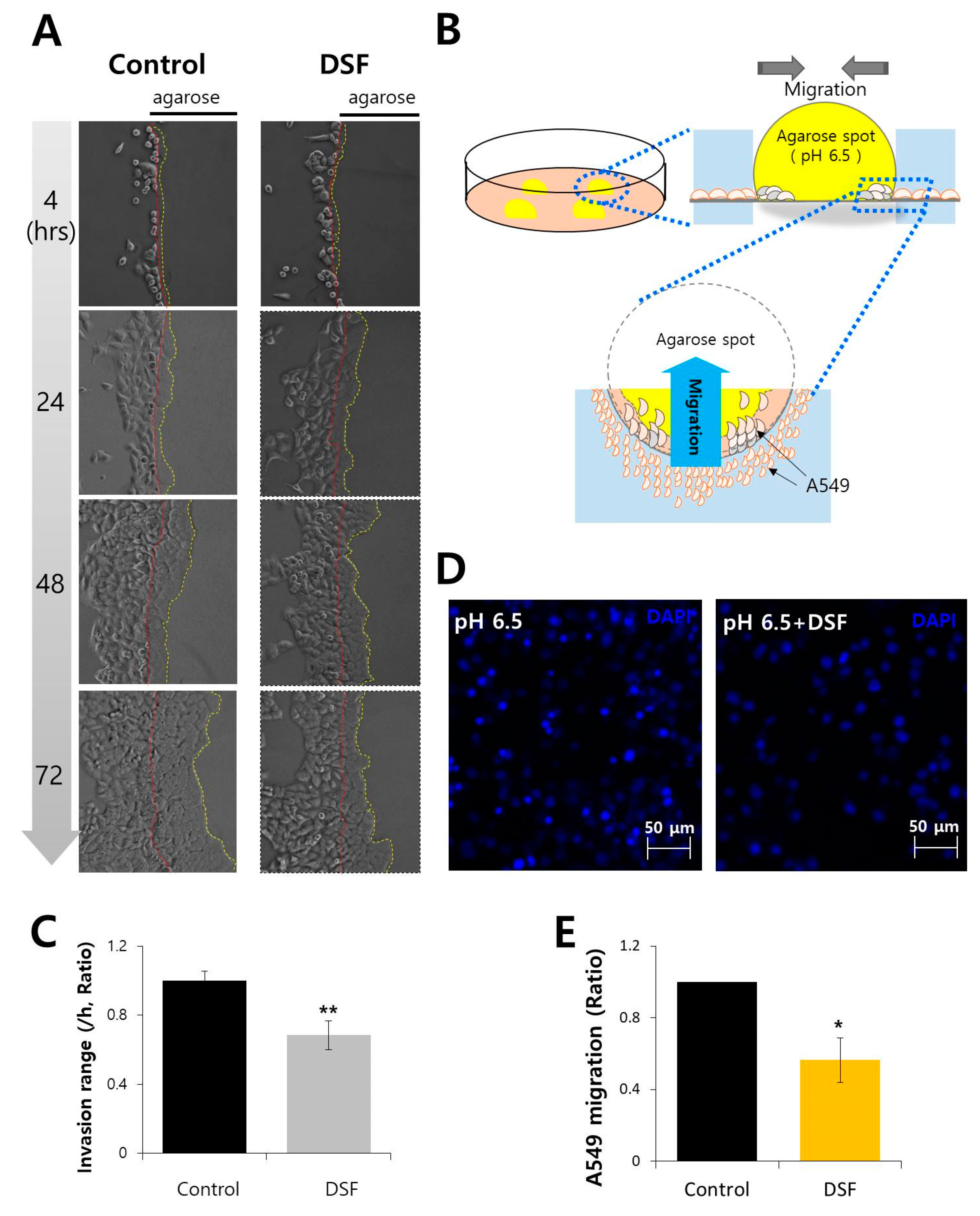 Molecules 24 03409 g005