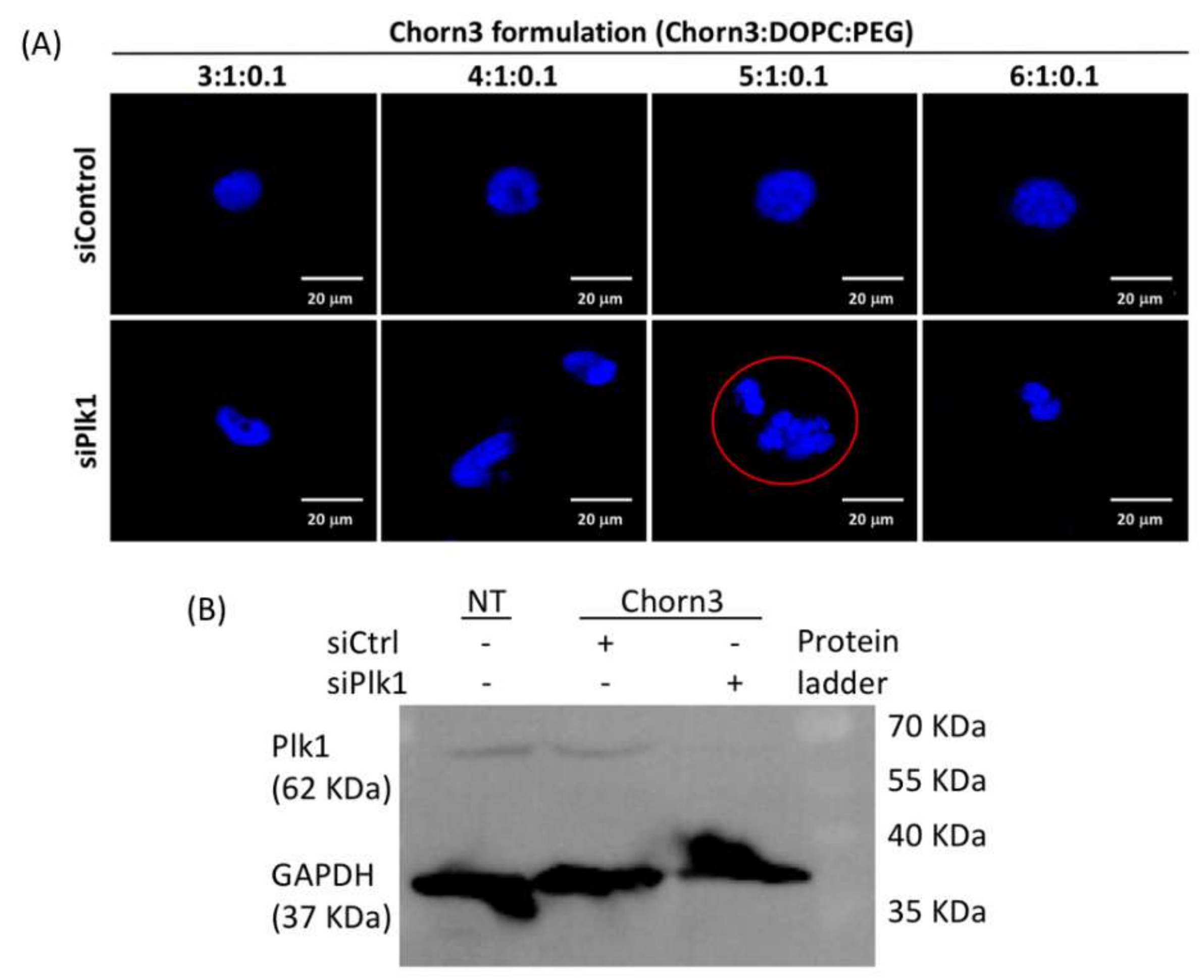 Molecules 24 03413 g008 Molecules 24 03413 g008