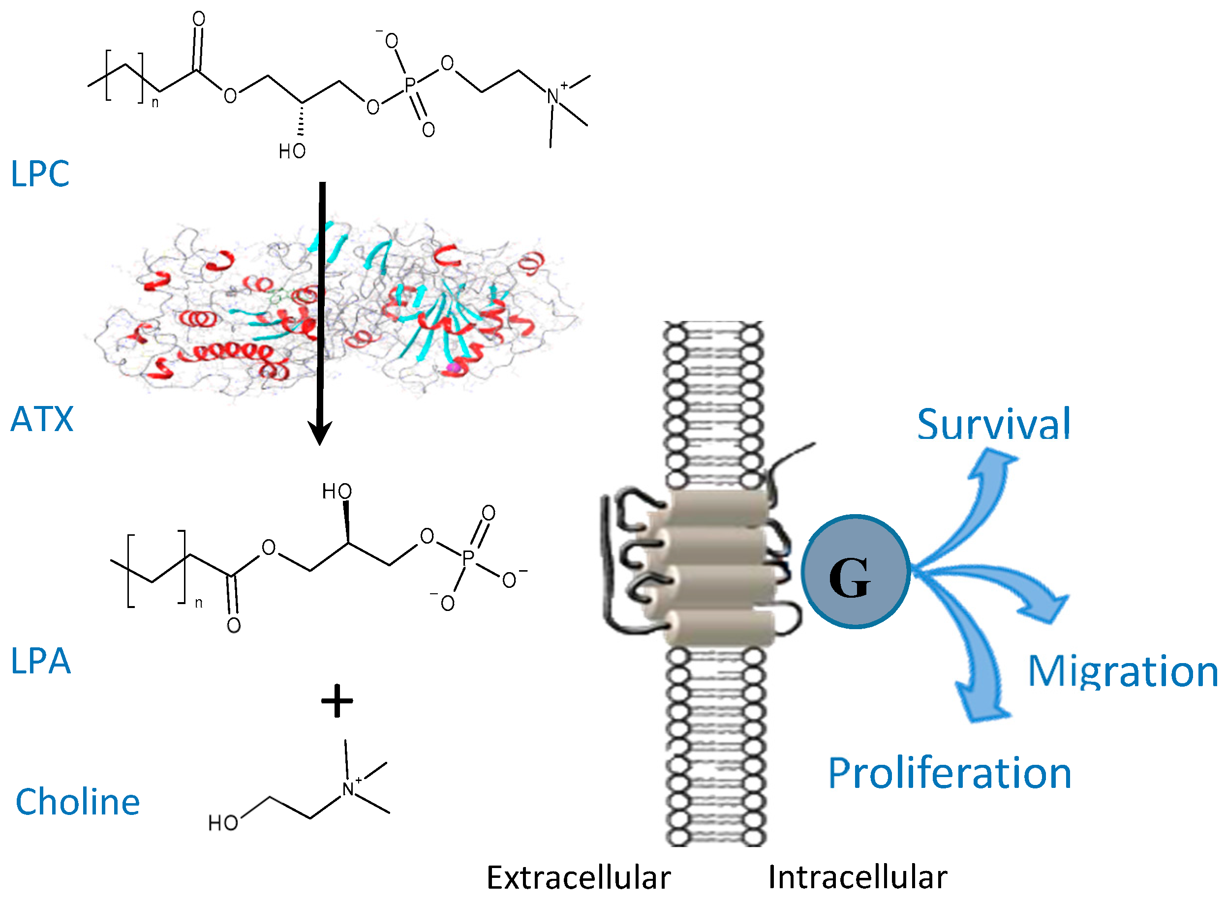 Molecules 24 03419 g001