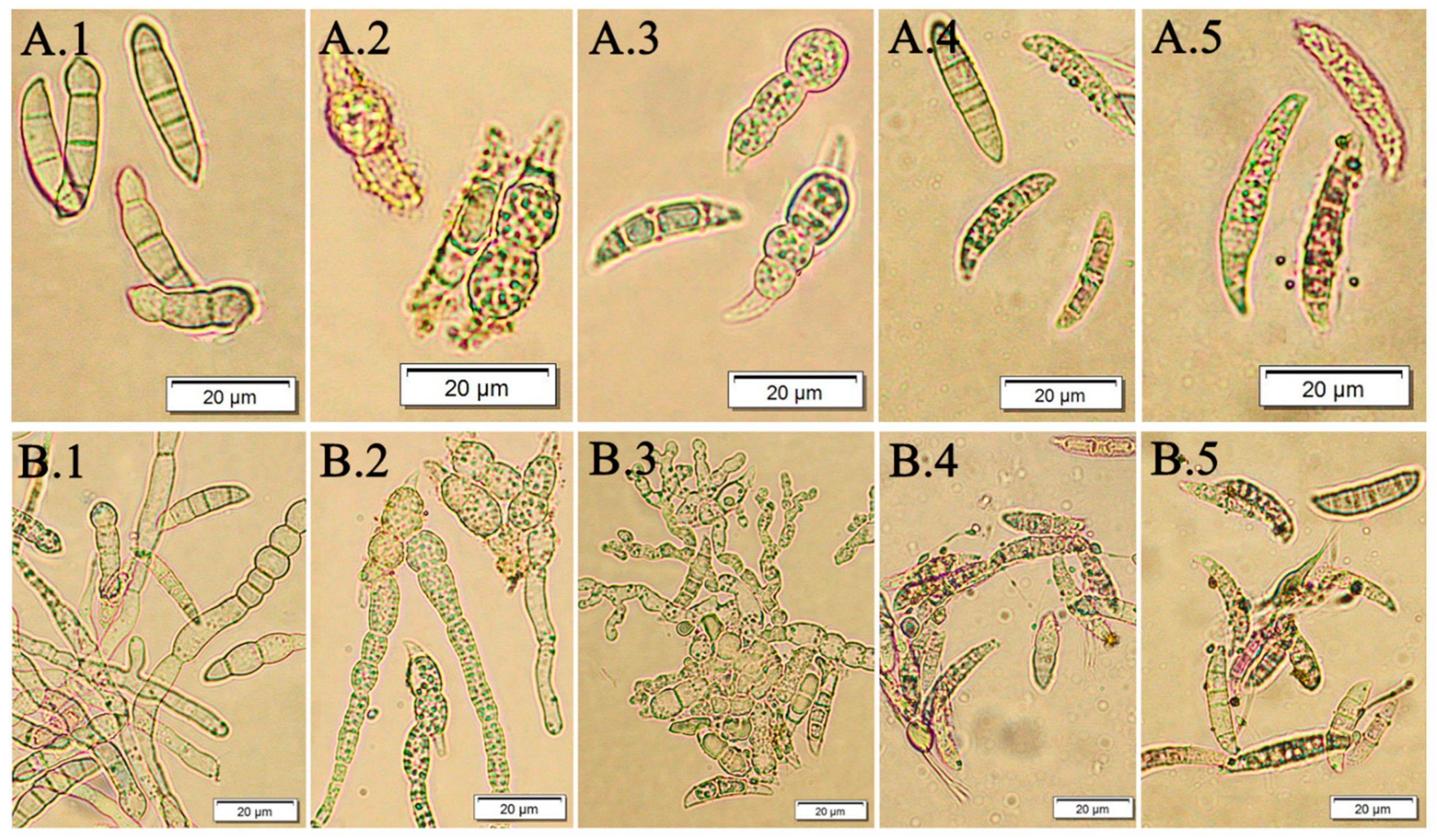 Molecules 24 03518 g005 Molecules 24 03518 g005