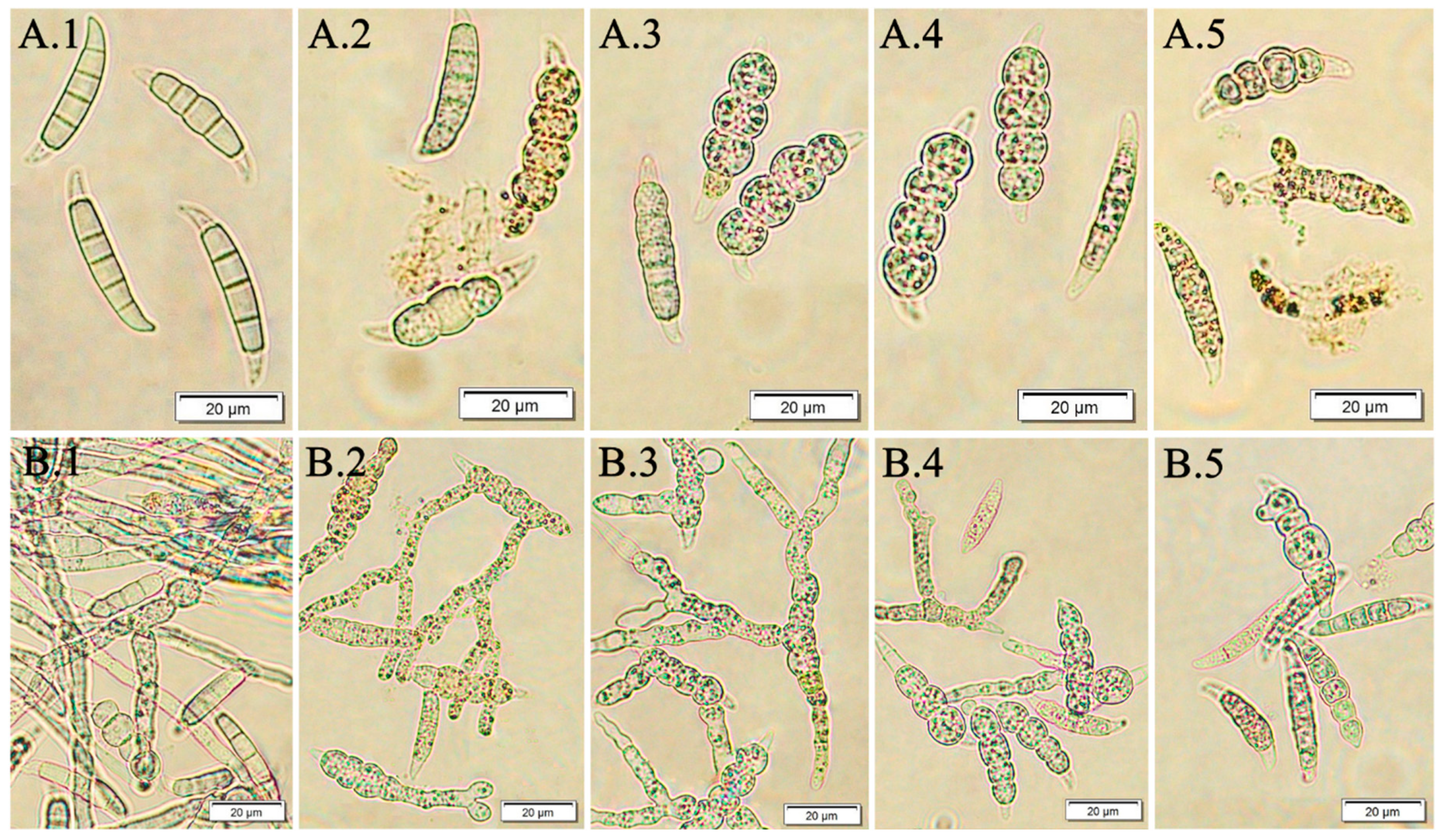 Molecules 24 03518 g009 Molecules 24 03518 g009