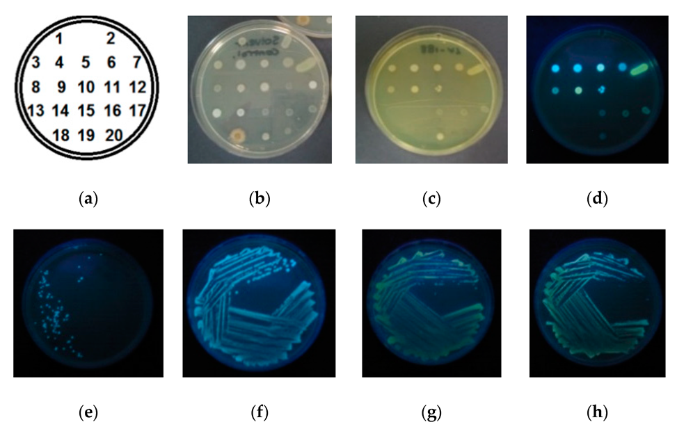 Molecules 24 03550 g003