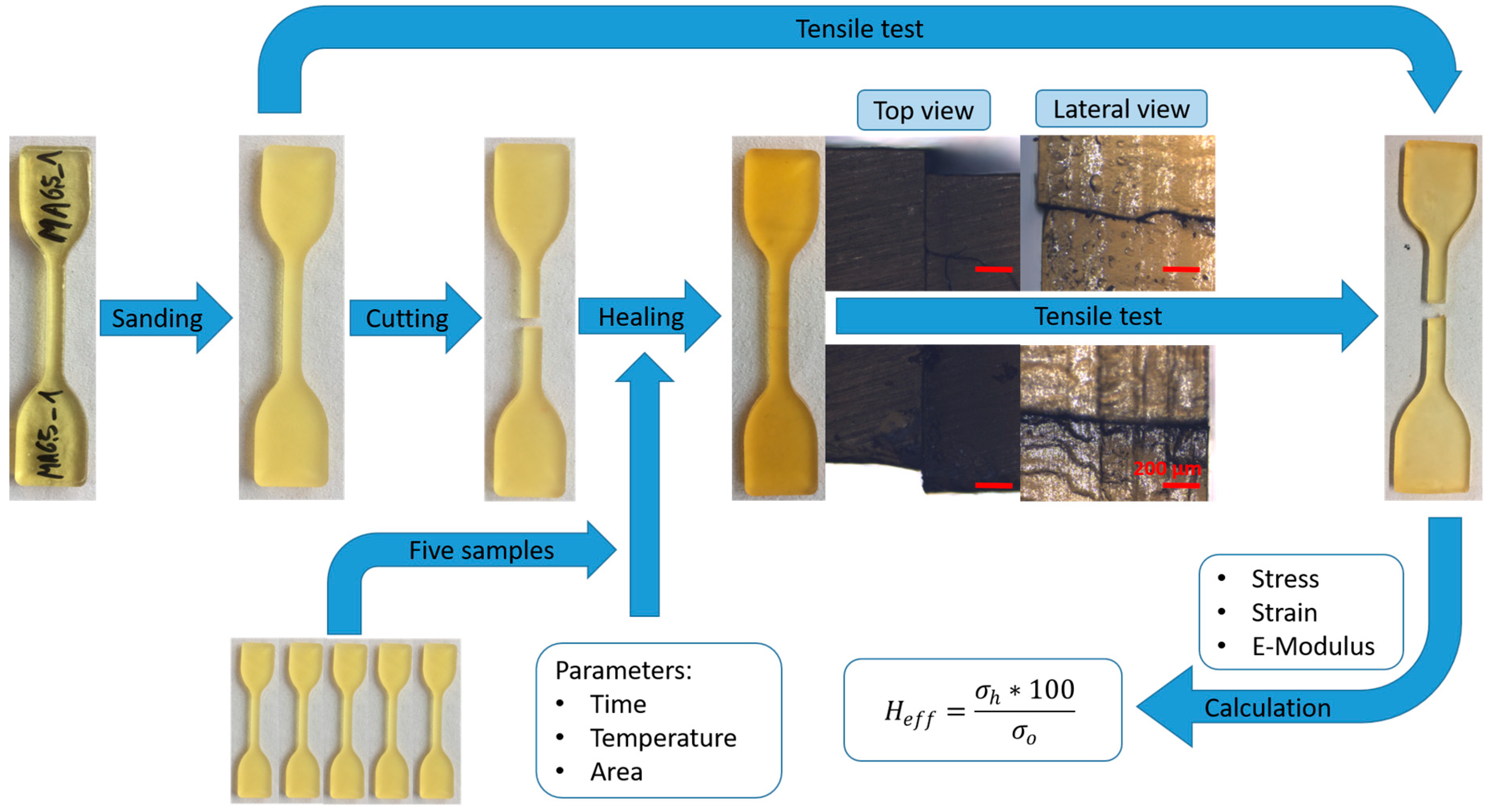 Molecules 24 03597 g001