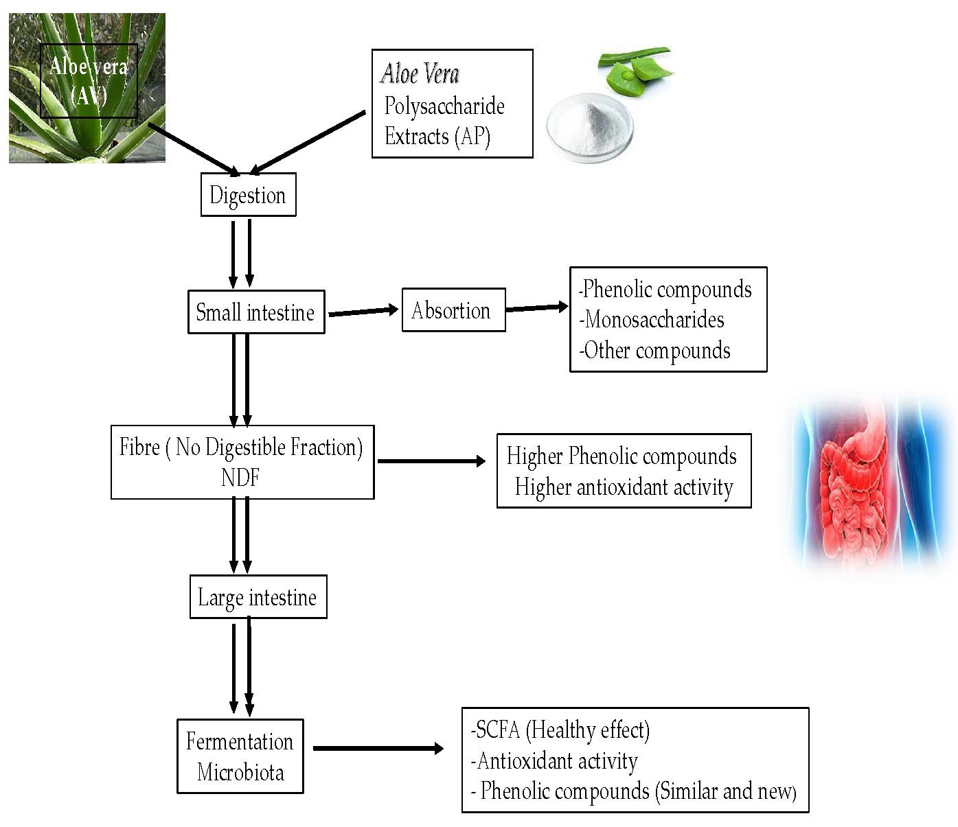 Molecules Free Full Text In Vitro Fermentation Of