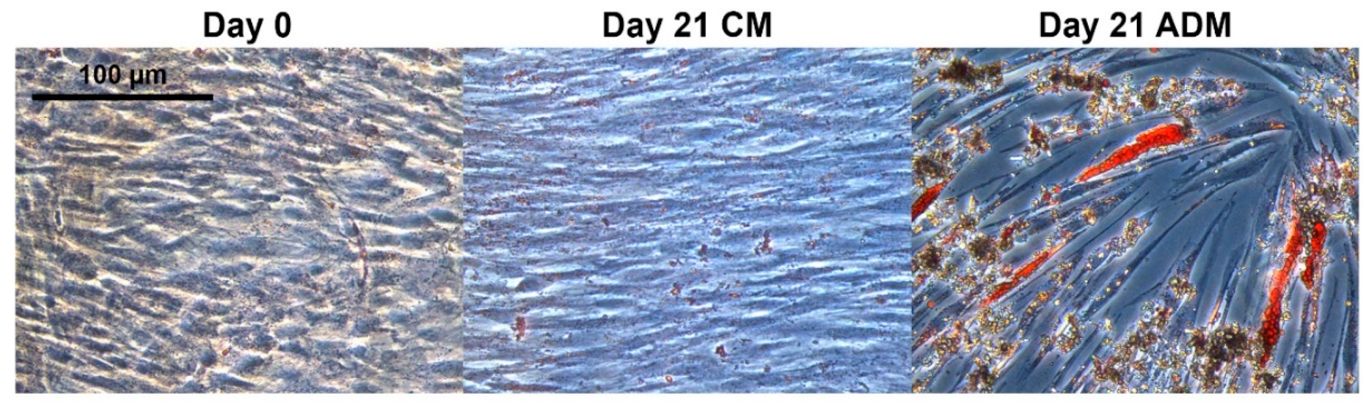 Molecules 24 03615 g001