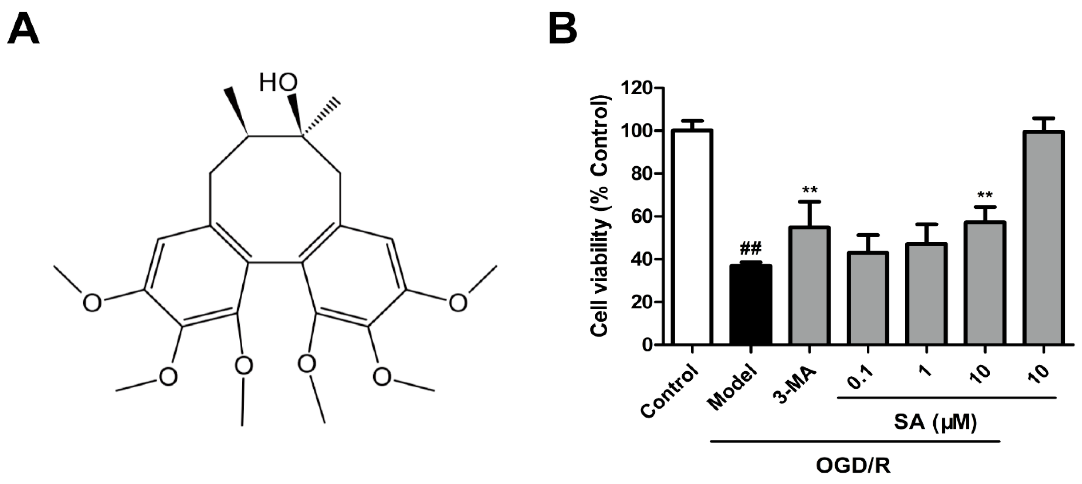 Molecules Free Full Text Schizandrin Protects Against Ogd R Induced Neuronal Injury By Suppressing Autophagy Involvement Of The Ampk Mtor Pathway Html Molecules Free Full Text Schizandrin Protects Against Ogd R Induced Neuronal Injury By Suppressing Autophagy Involvement Of The Ampk Mtor Pathway Html