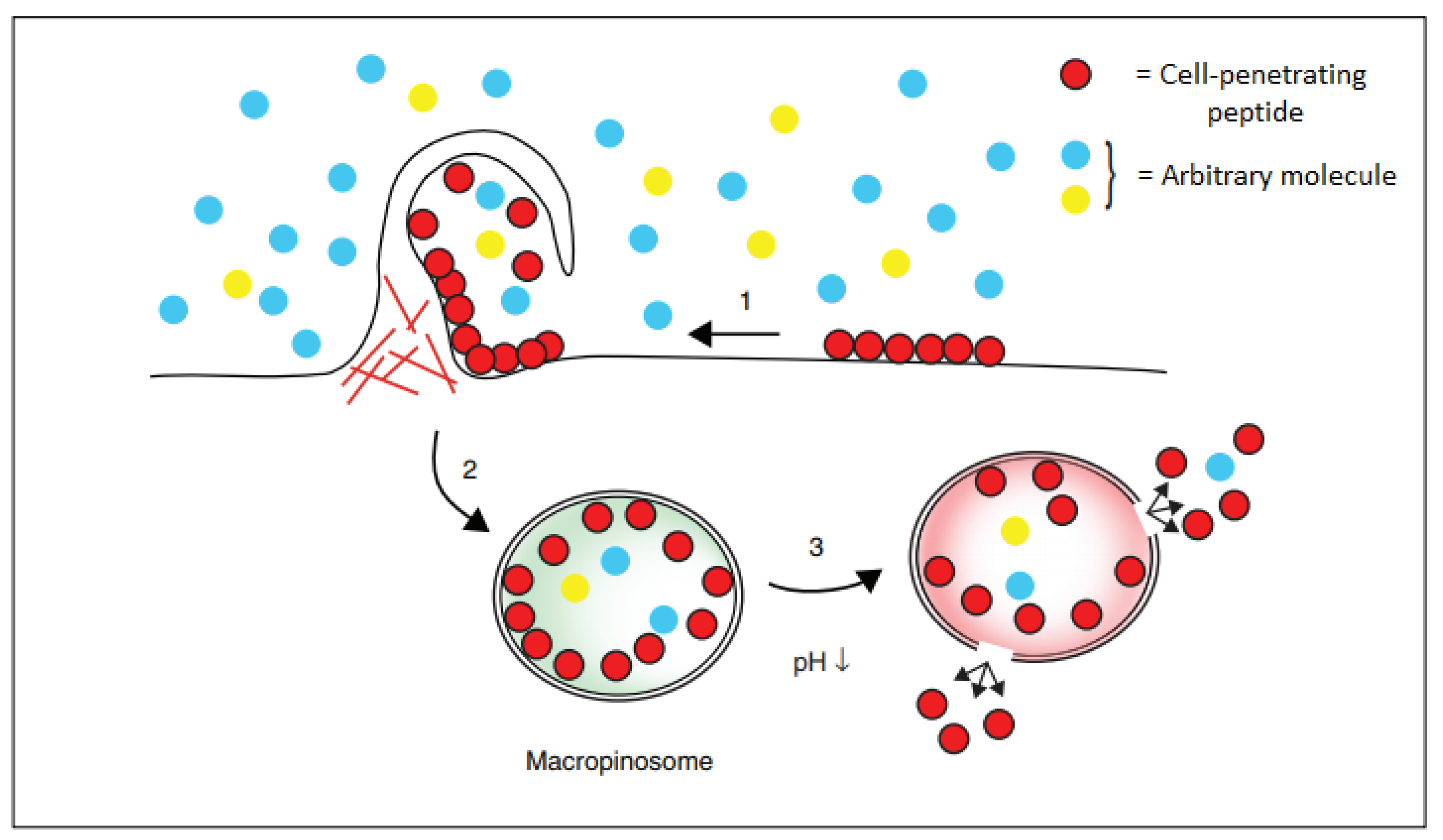 Molecules 24 03654 g005 Molecules 24 03654 g005