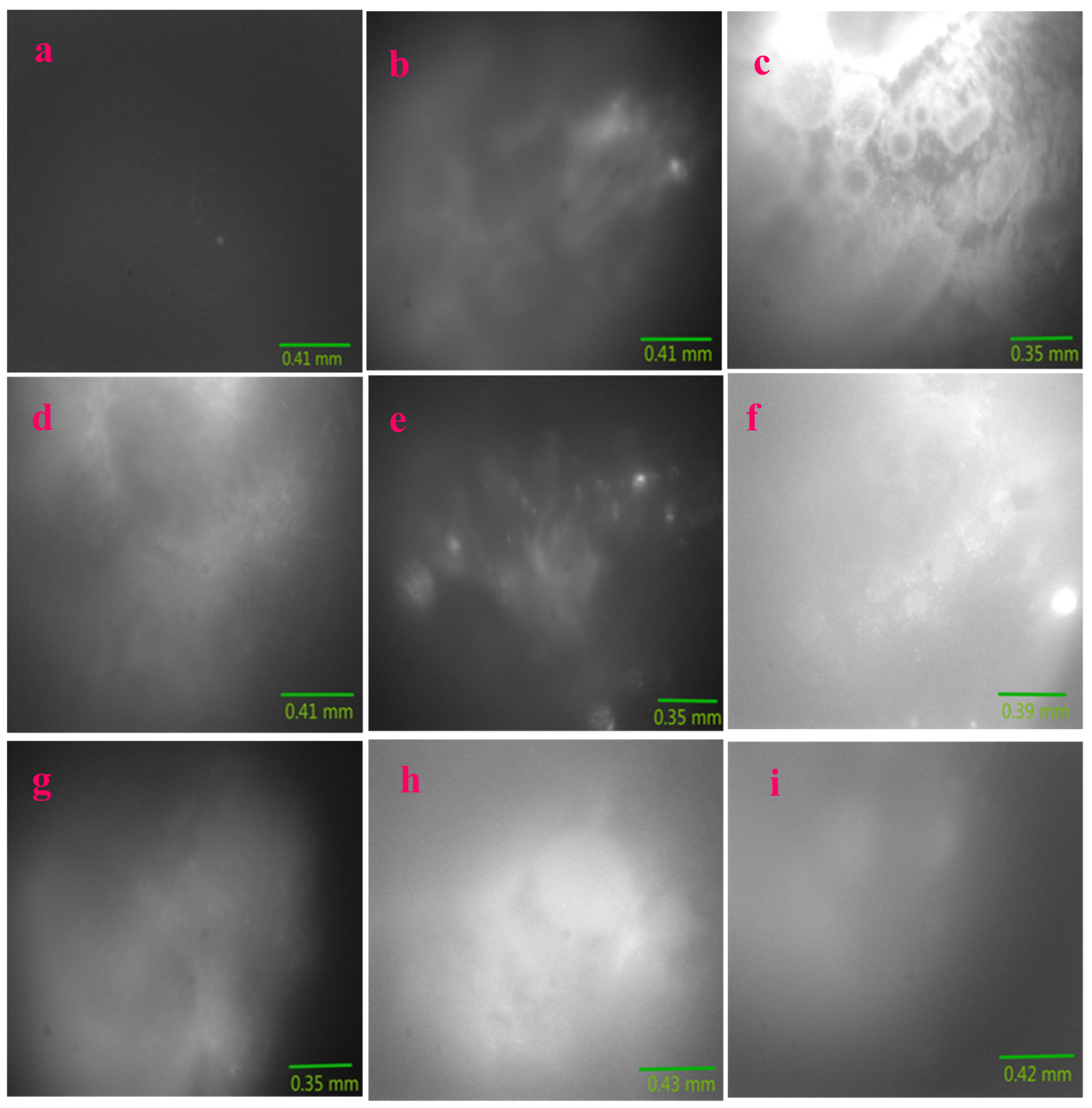 Molecules 24 03657 g011 Molecules 24 03657 g011