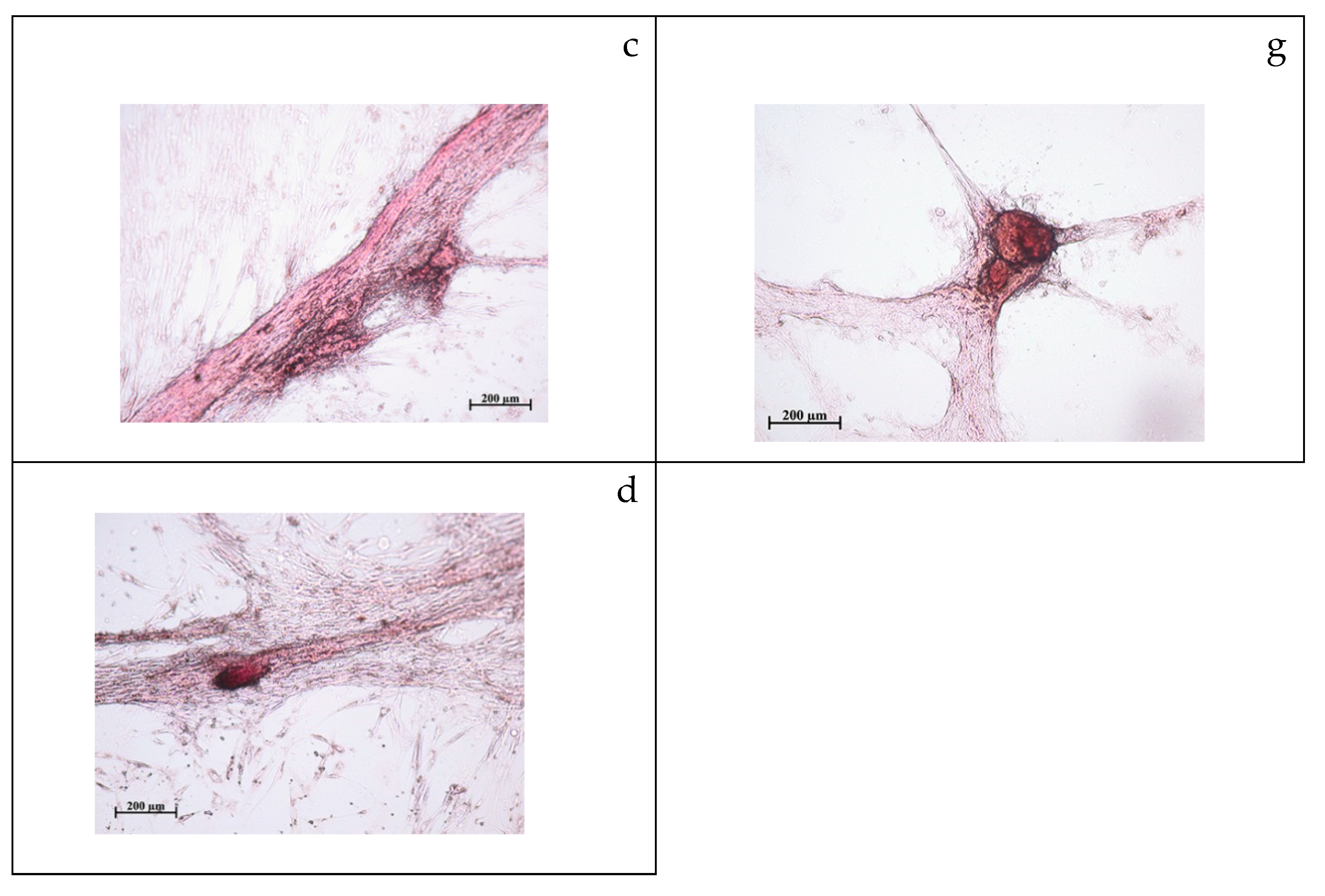 Molecules 24 03680 g001b Molecules 24 03680 g001b