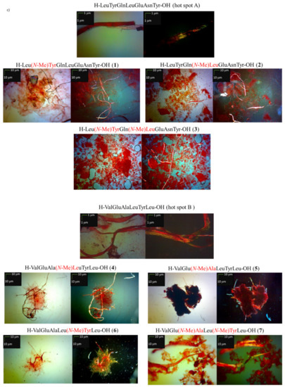 Molecules Free Full Text Insulin Hot Spot Analogs Formed With N Methylated Amino Acid Residues Inhibit Aggregation Of Native Hormone Html Molecules Free Full Text Insulin Hot Spot Analogs Formed With N Methylated Amino Acid Residues Inhibit Aggregation Of Native Hormone Html