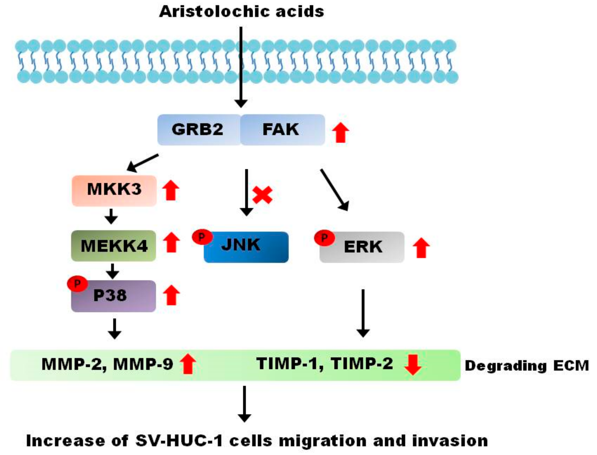 Molecules 24 03707 g006