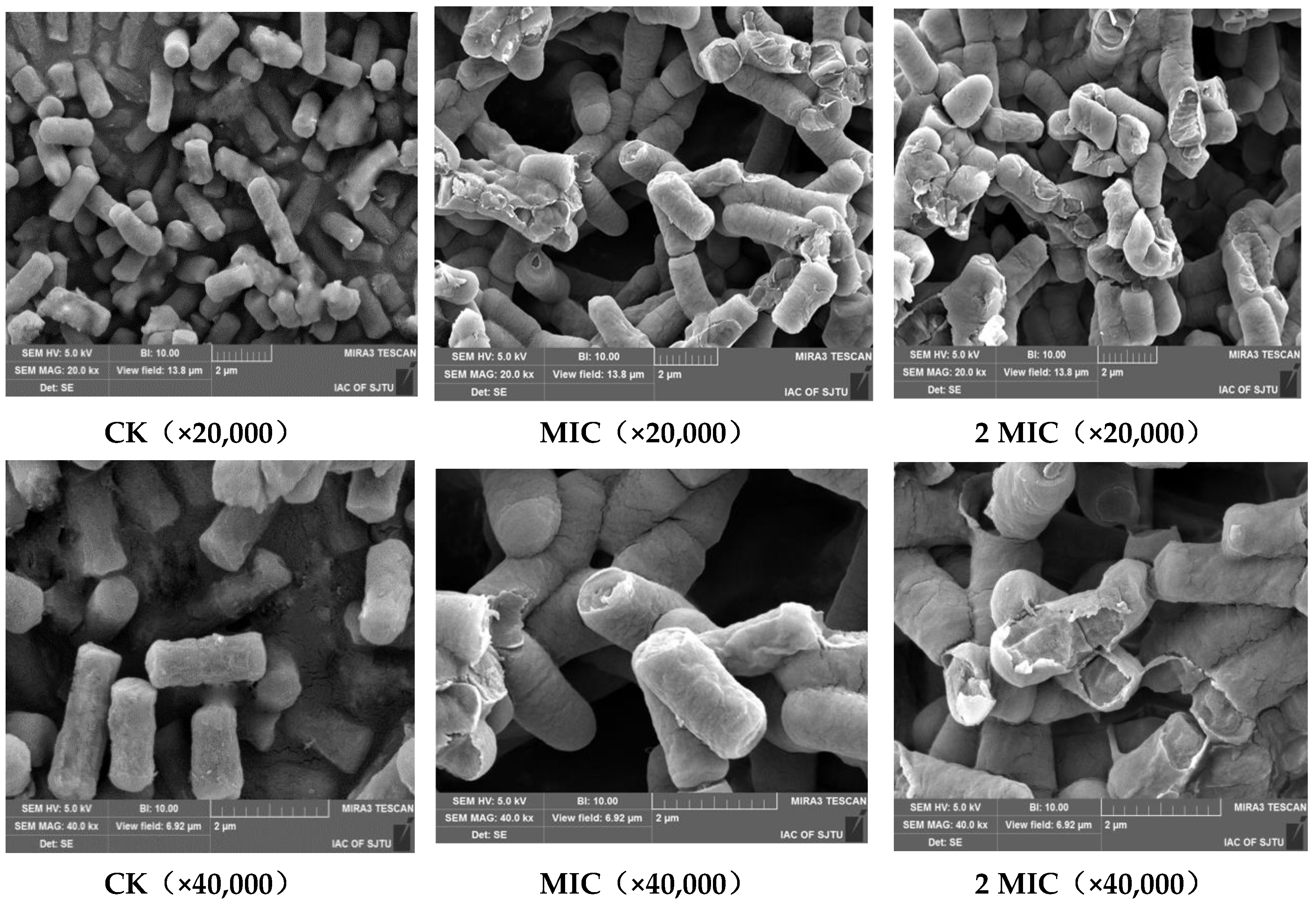 Molecules 24 03727 g004