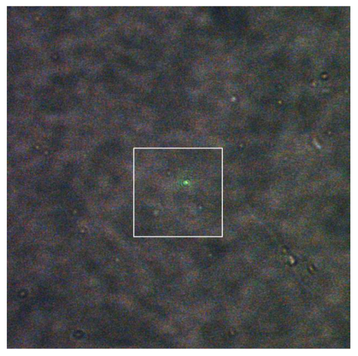 Molecules 24 03789 g001