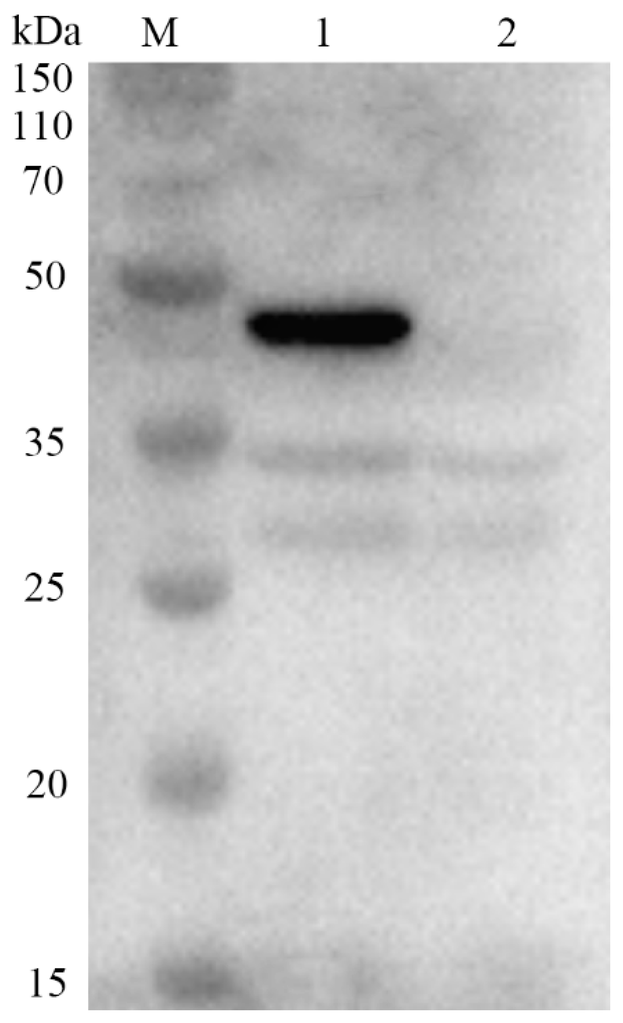 Molecules 24 03793 g002 Molecules 24 03793 g002