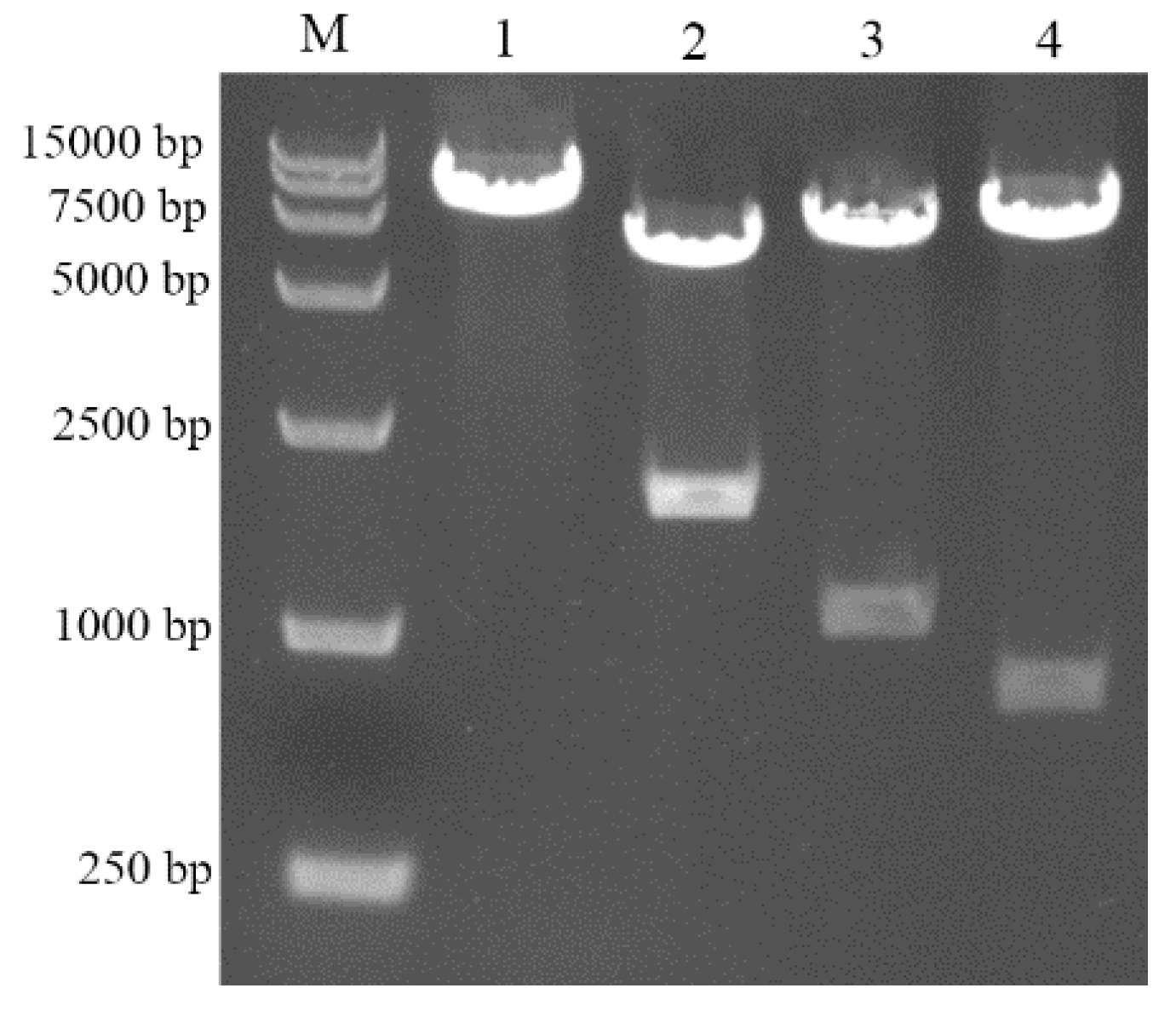 Molecules 24 03793 g004 Molecules 24 03793 g004