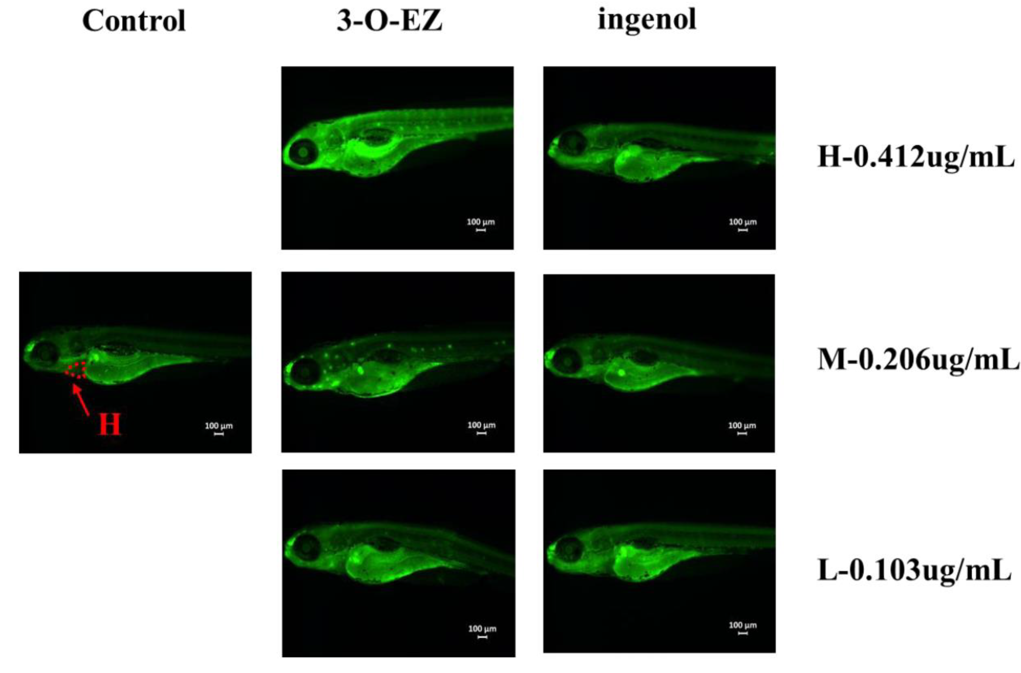 Molecules 24 03806 g004 Molecules 24 03806 g004