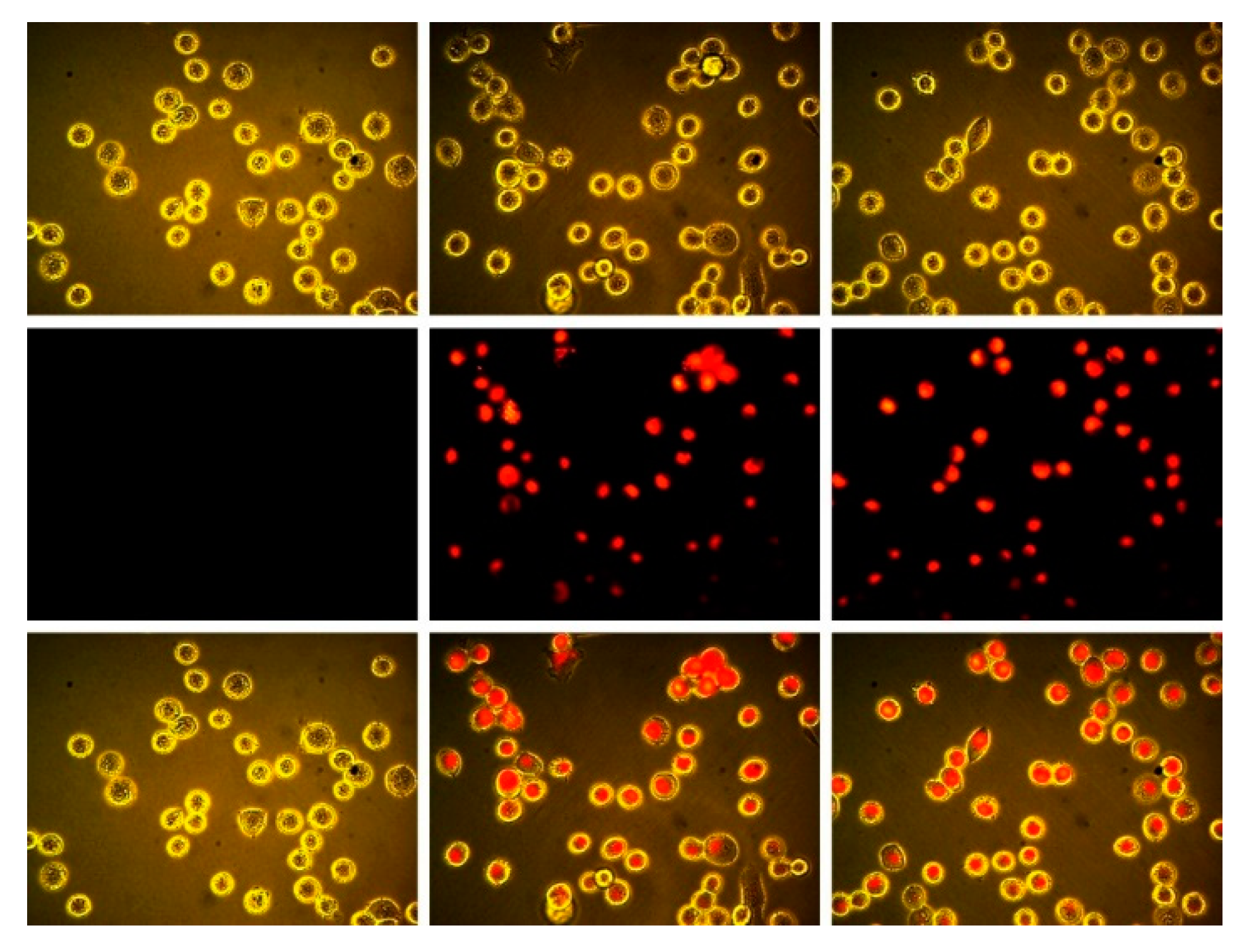 Molecules 24 03832 g004 550