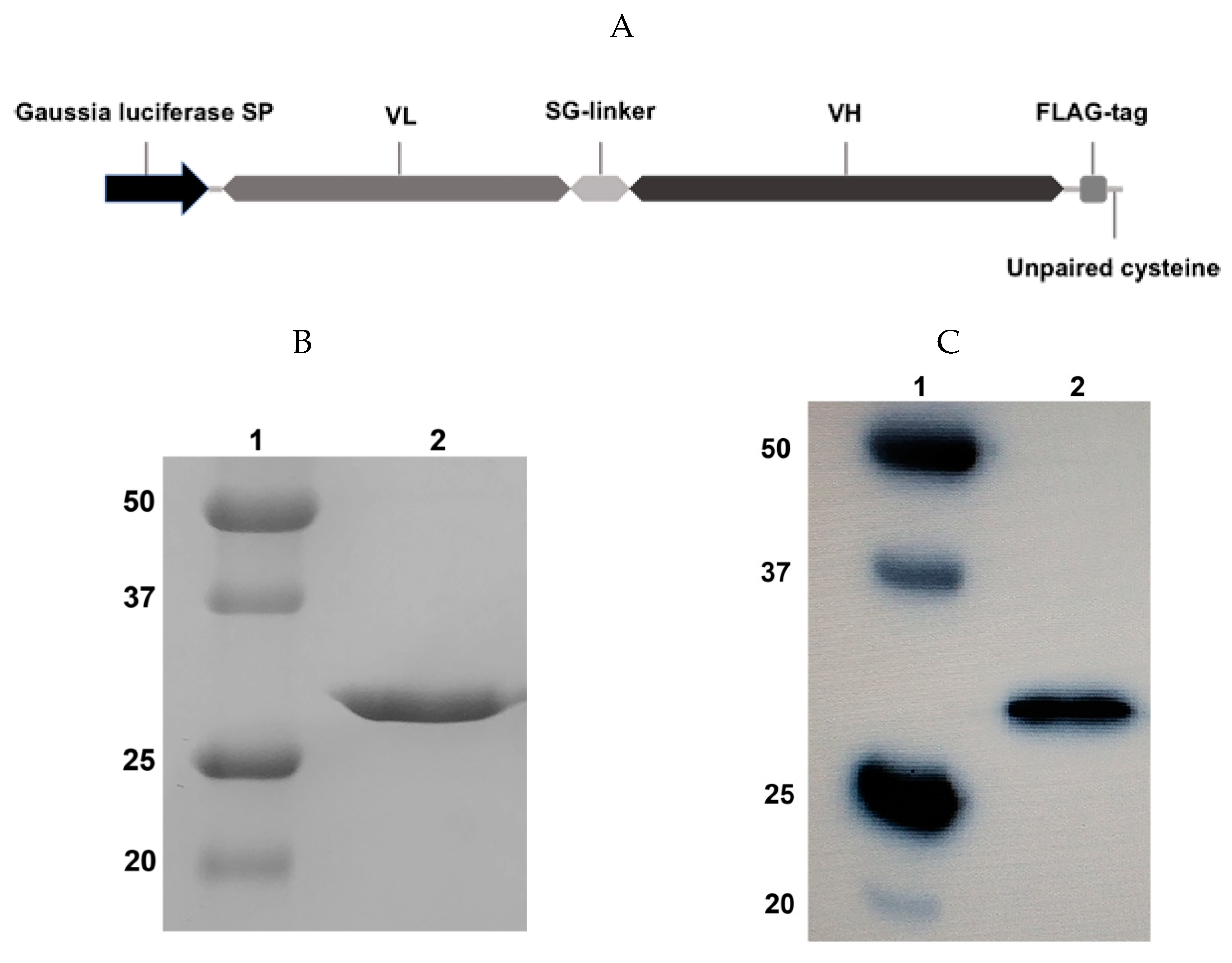 Molecules 24 03835 g001