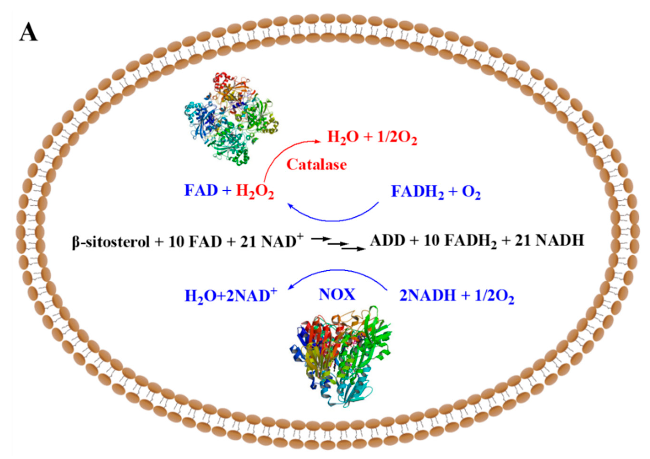 Molecules 24 03841 g001a Molecules 24 03841 g001a