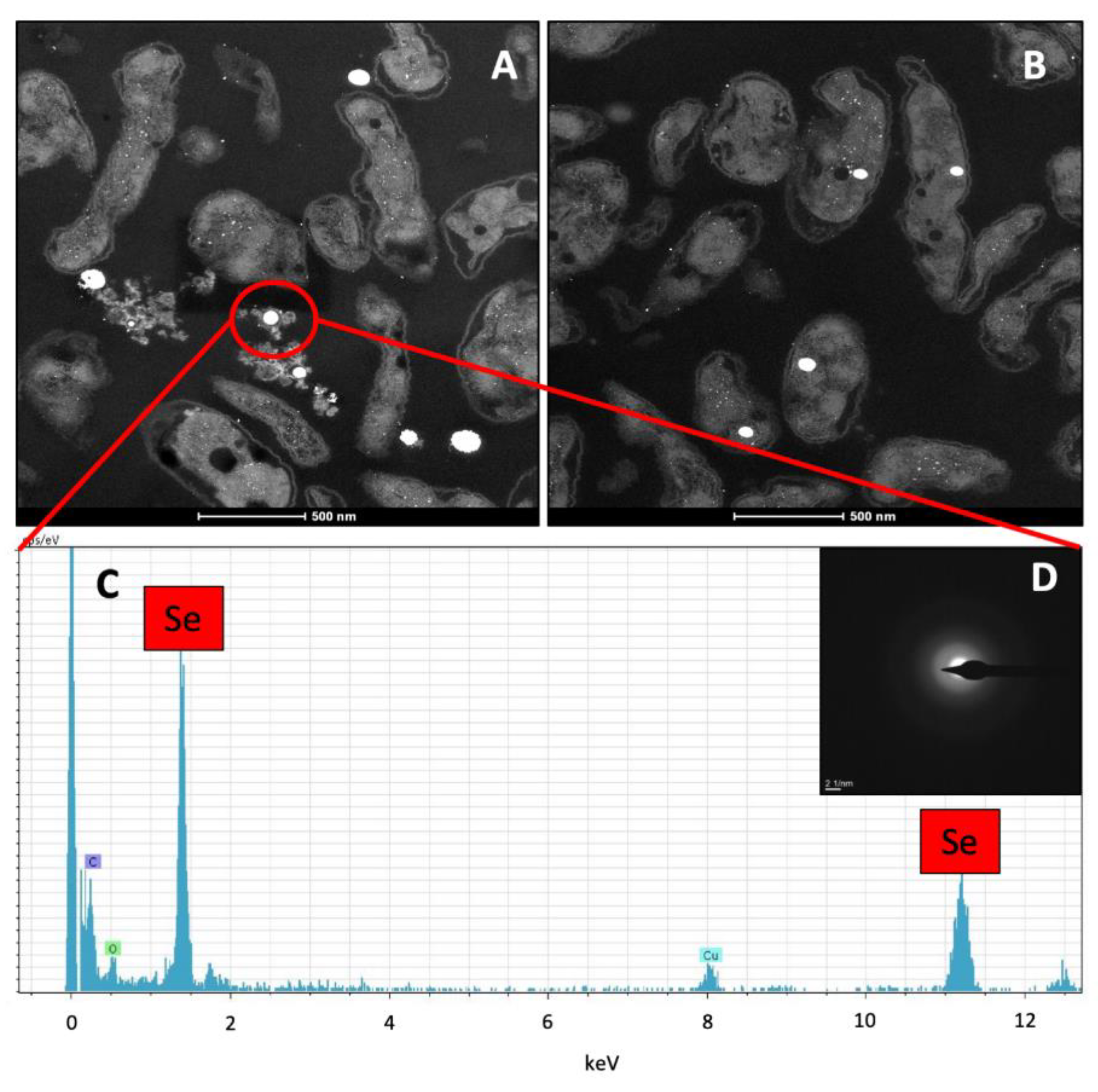 Molecules 24 03868 g005