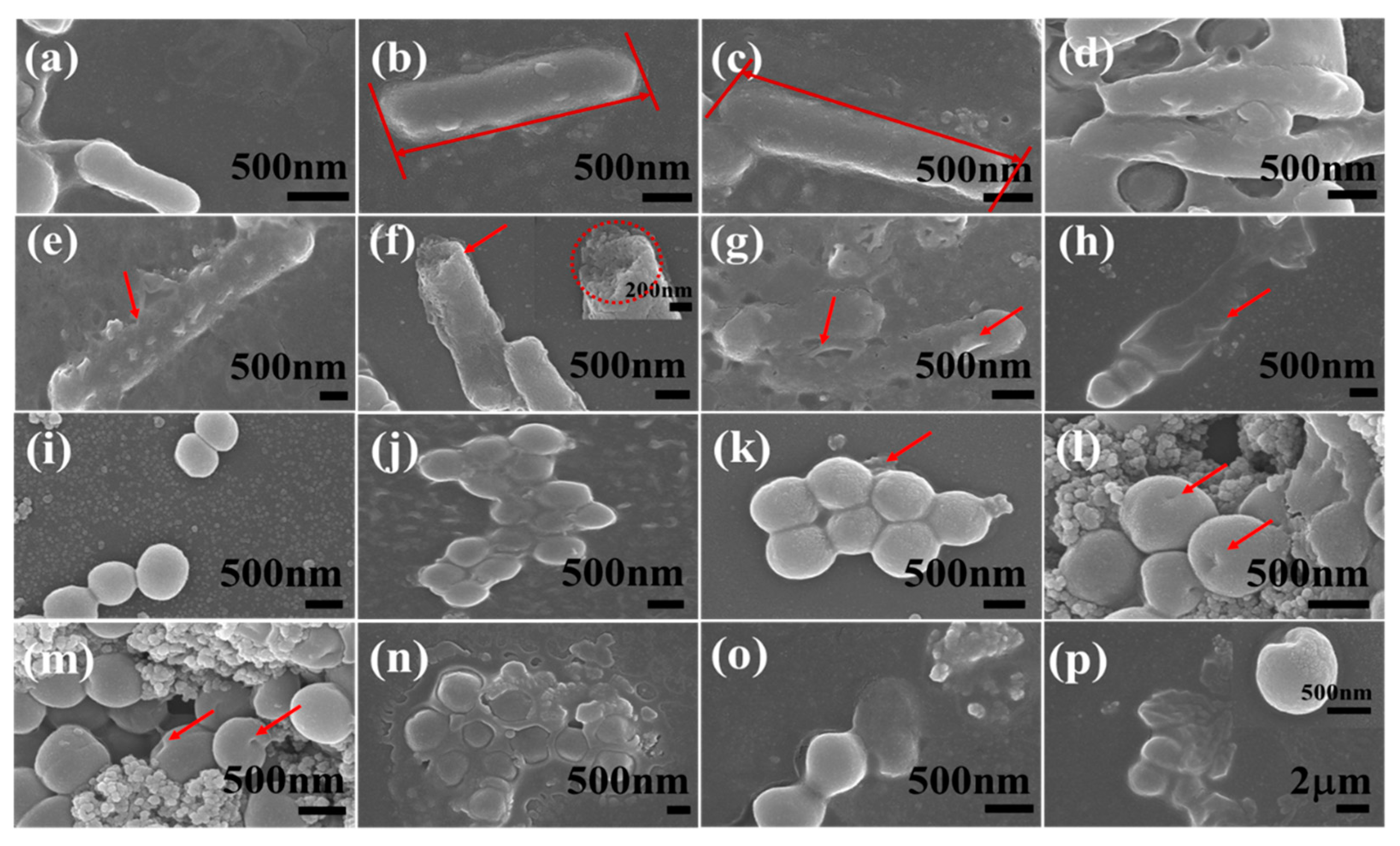 Molecules 24 03888 g005