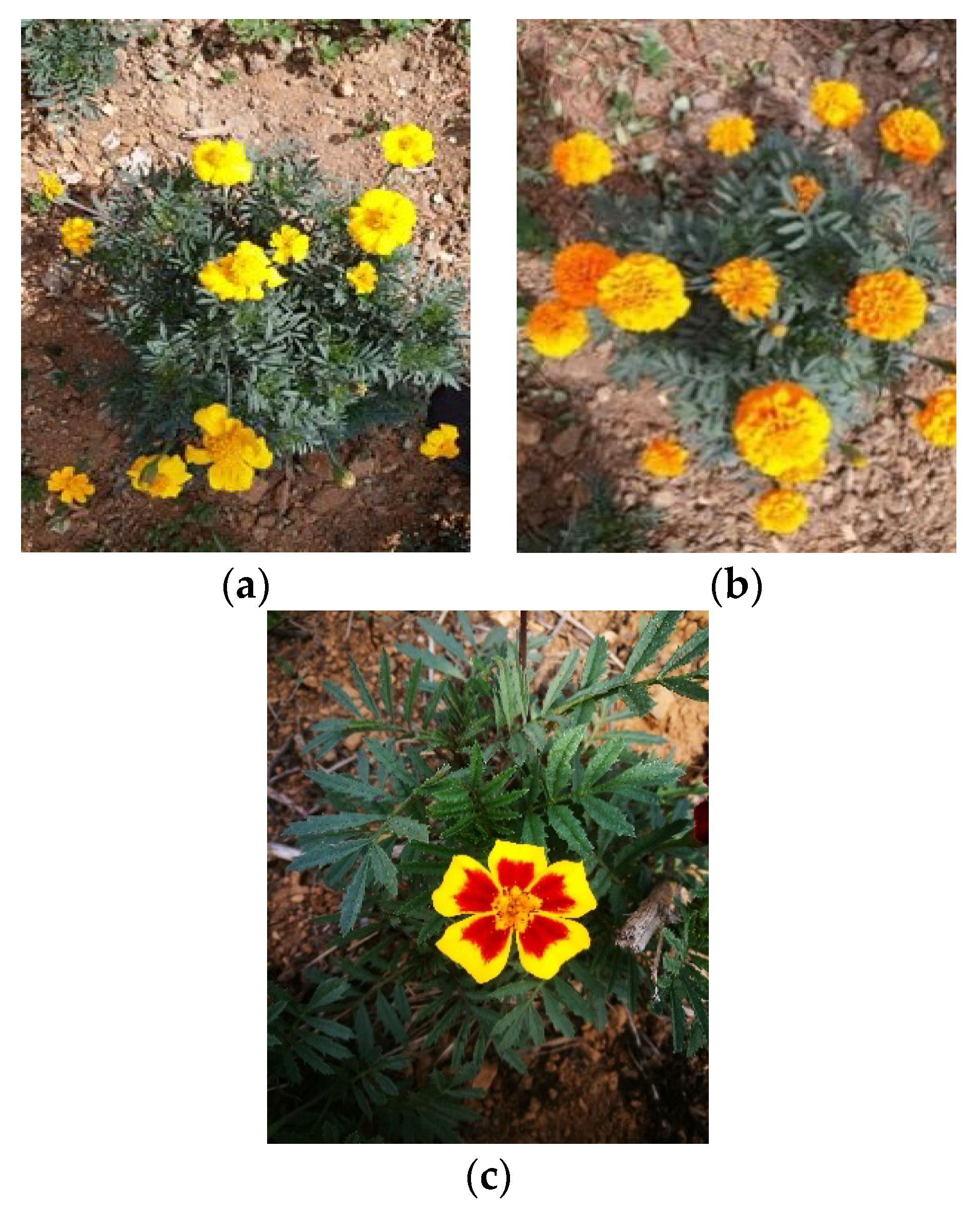 Molecules 24 03911 g0a1