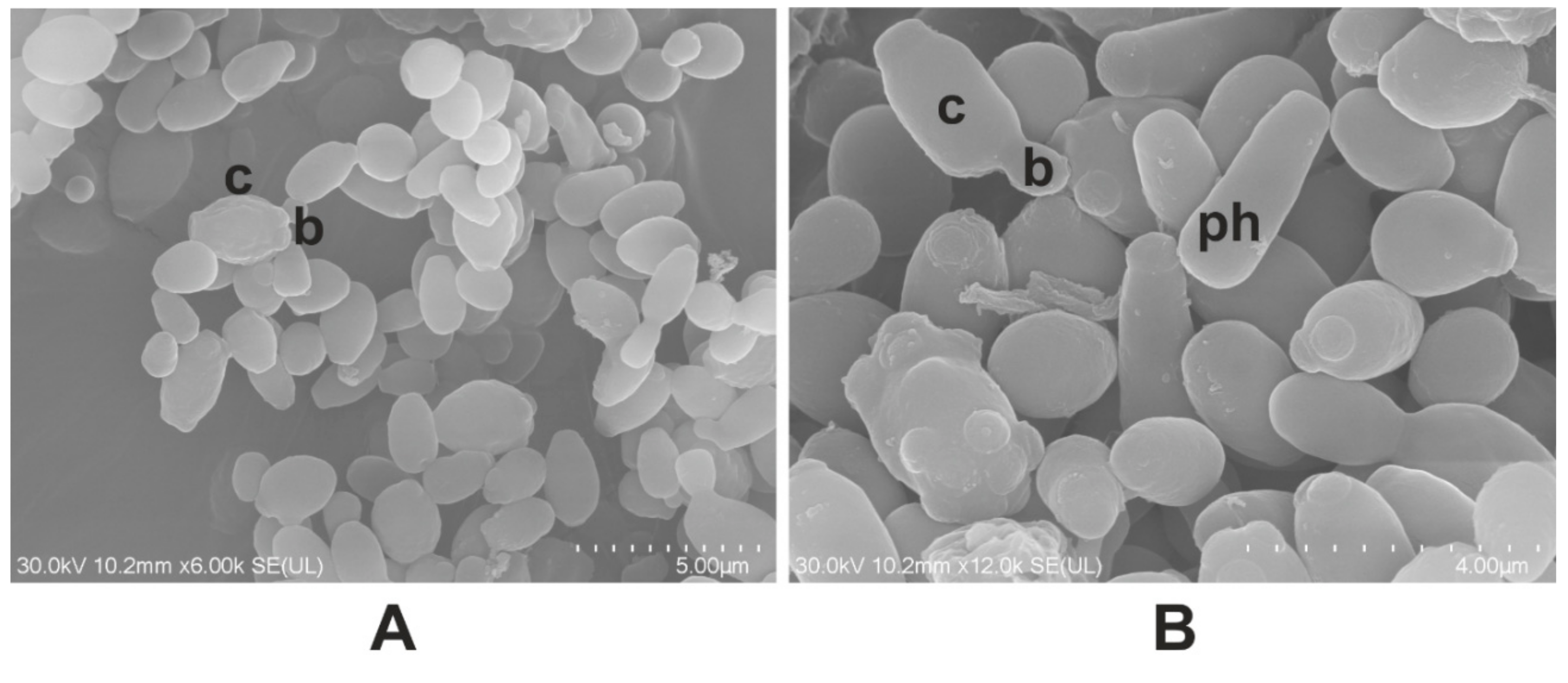 Molecules 24 03958 g002a Molecules 24 03958 g002a