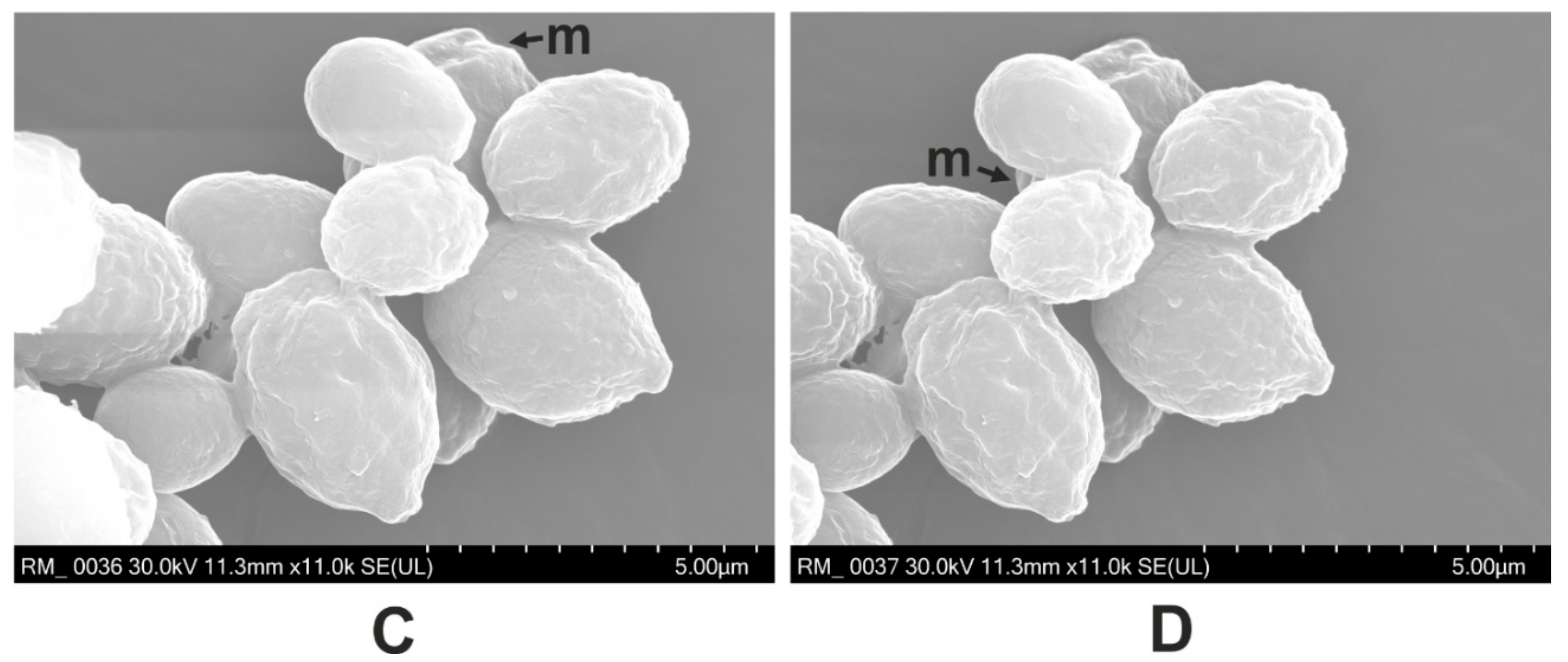 Molecules 24 03958 g002b Molecules 24 03958 g002b