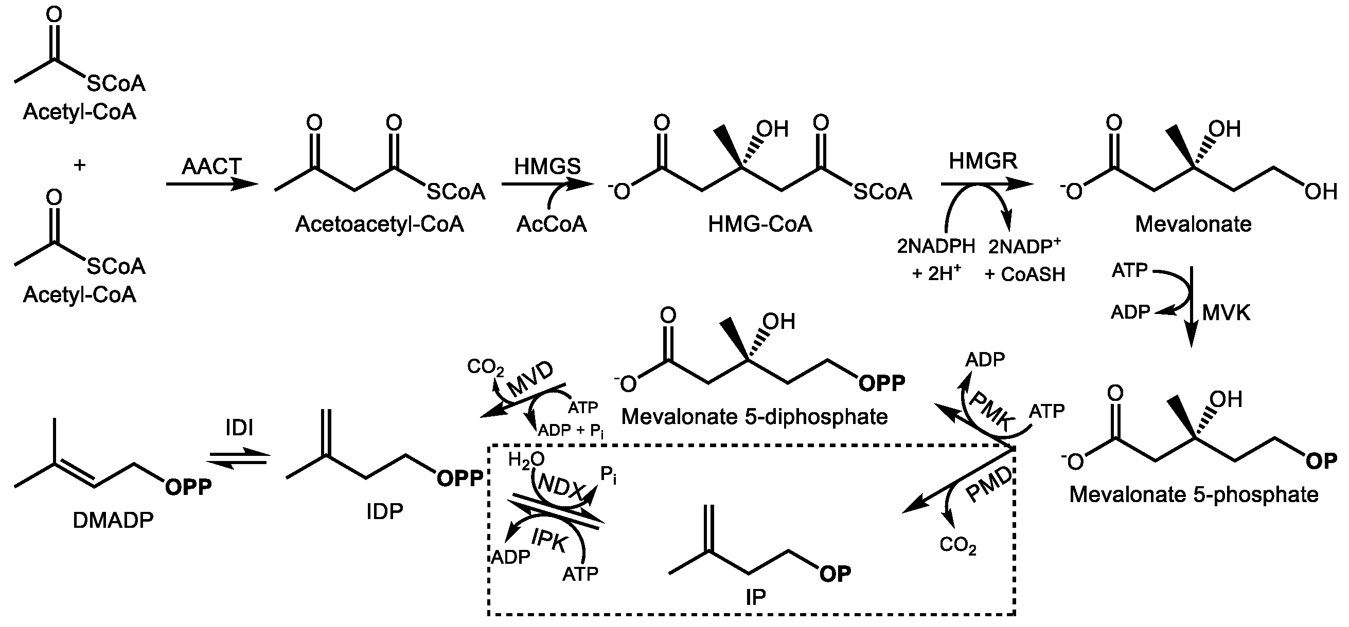 Molecules Free Full Text Medically Useful Plant Terpenoids Biosynthesis Occurrence And Mechanism Of Action Html