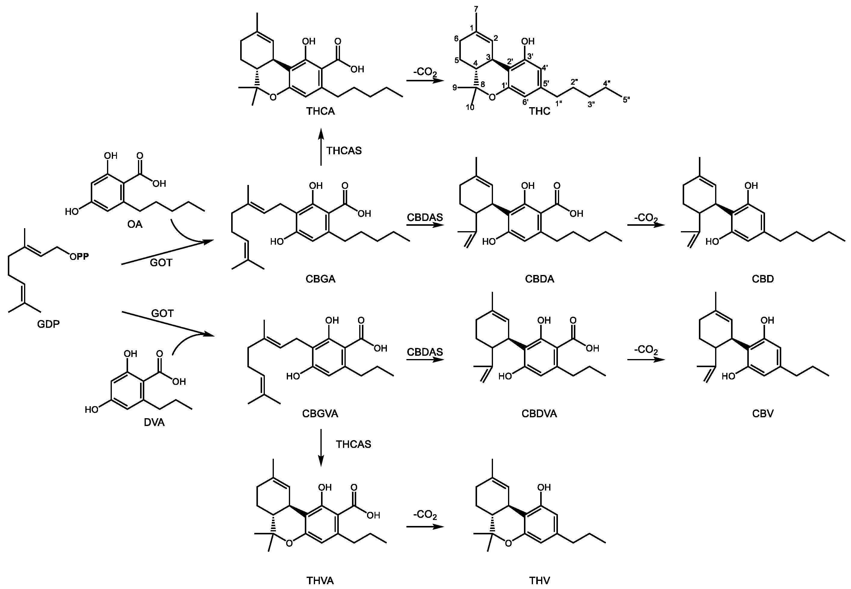 Molecules Free Full Text Medically Useful Plant Terpenoids Biosynthesis Occurrence And Mechanism Of Action Html