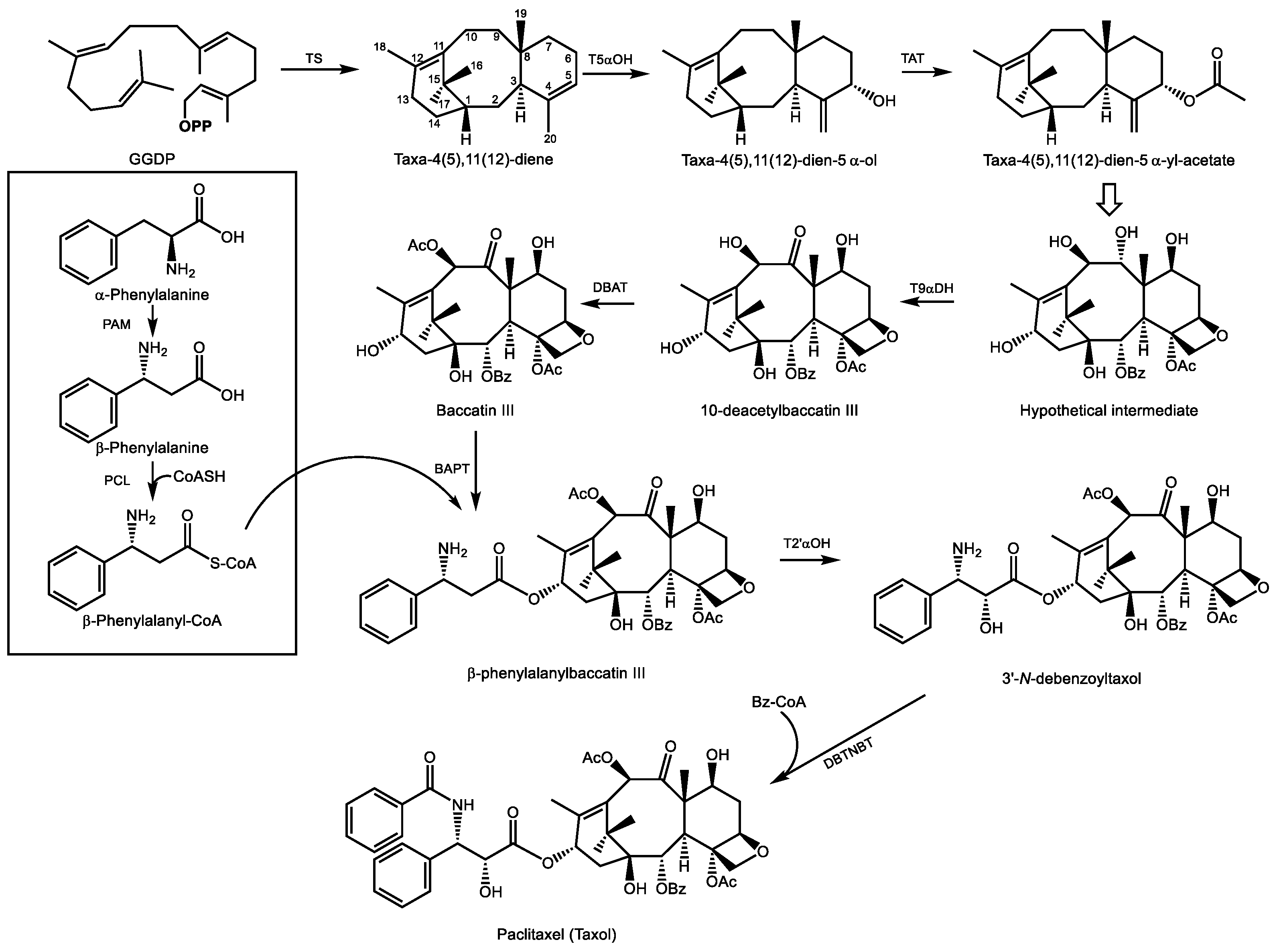 Molecules Free Full Text Medically Useful Plant Terpenoids Biosynthesis Occurrence And Mechanism Of Action Html