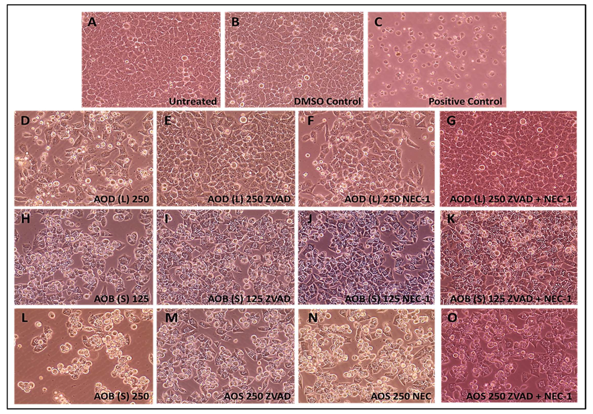 Molecules 24 03976 g008
