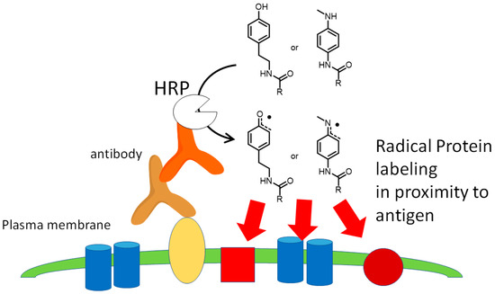 MYPROTEIN - かいっちょ In cell molecular sieve from protein crystal | Tokyo Tech