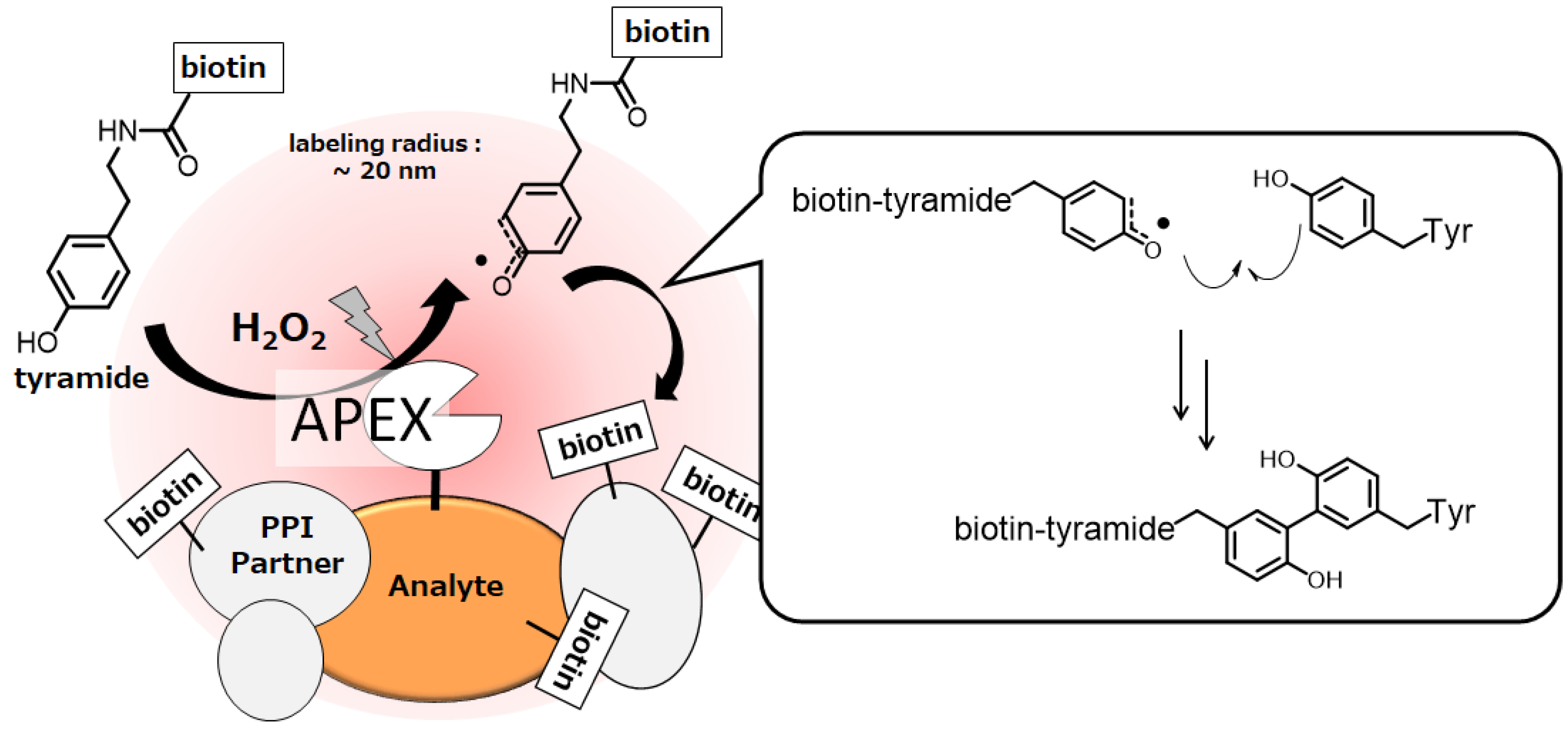 Molecules 24 03980 g004