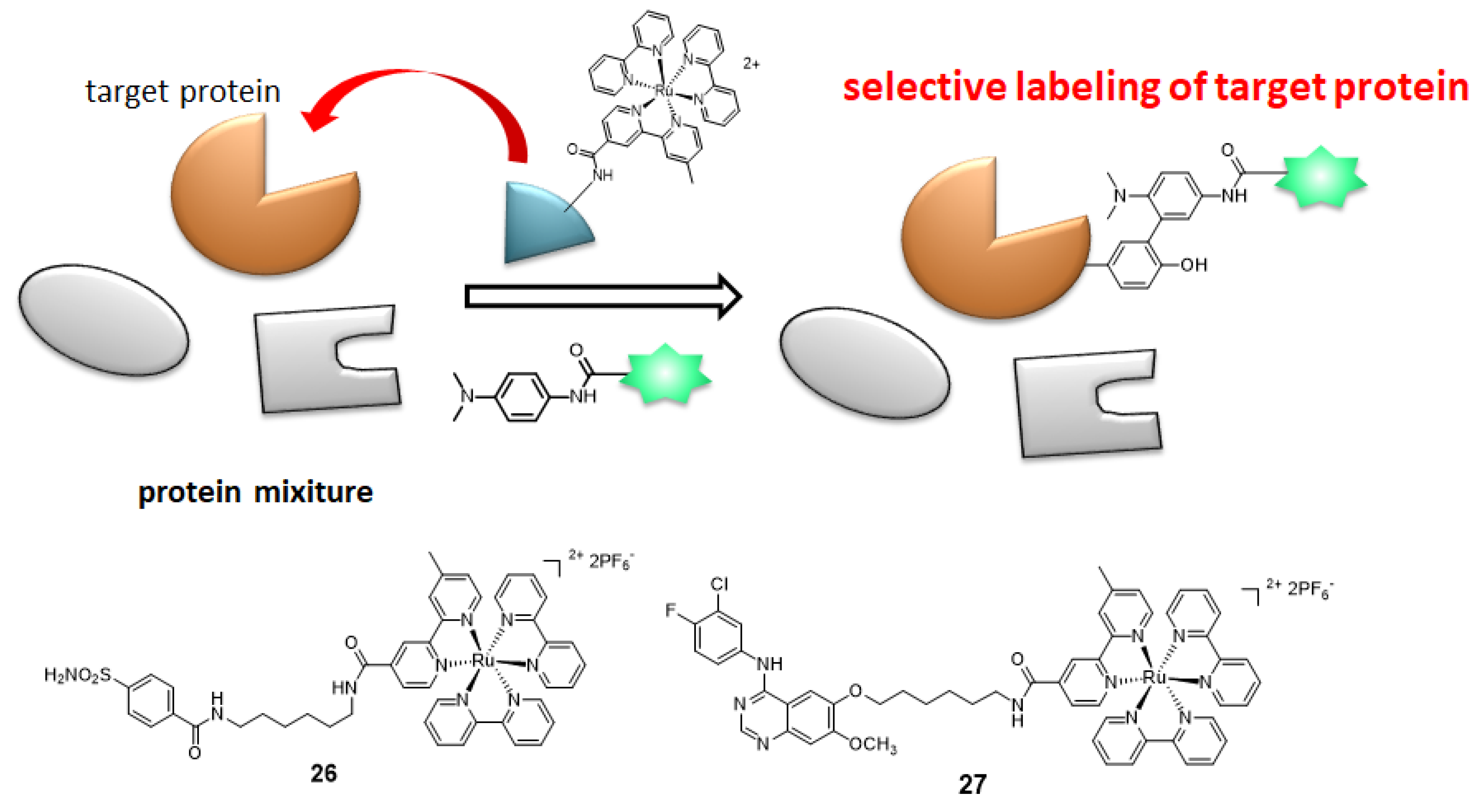Molecules 24 03980 g008