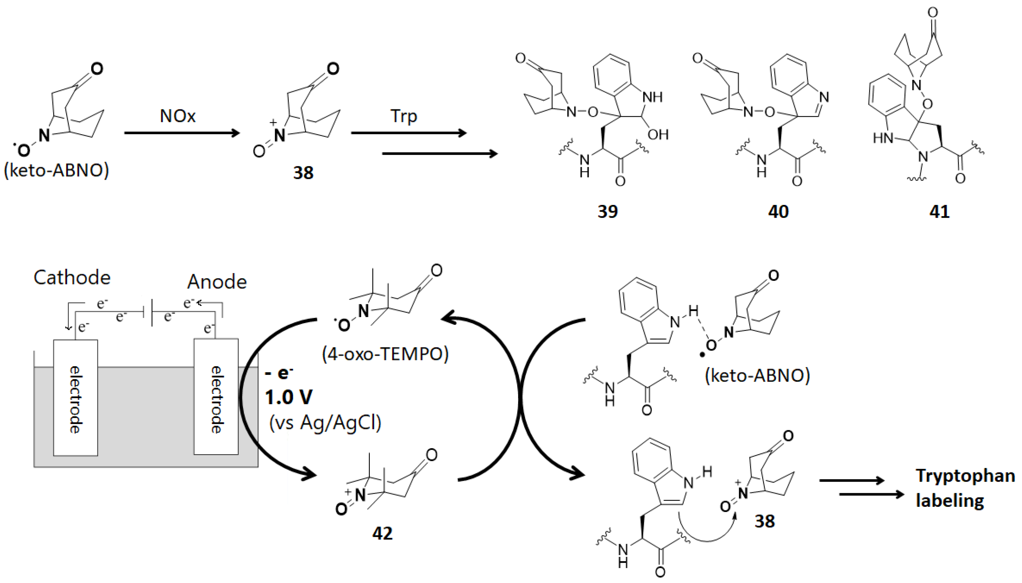 Molecules 24 03980 g012