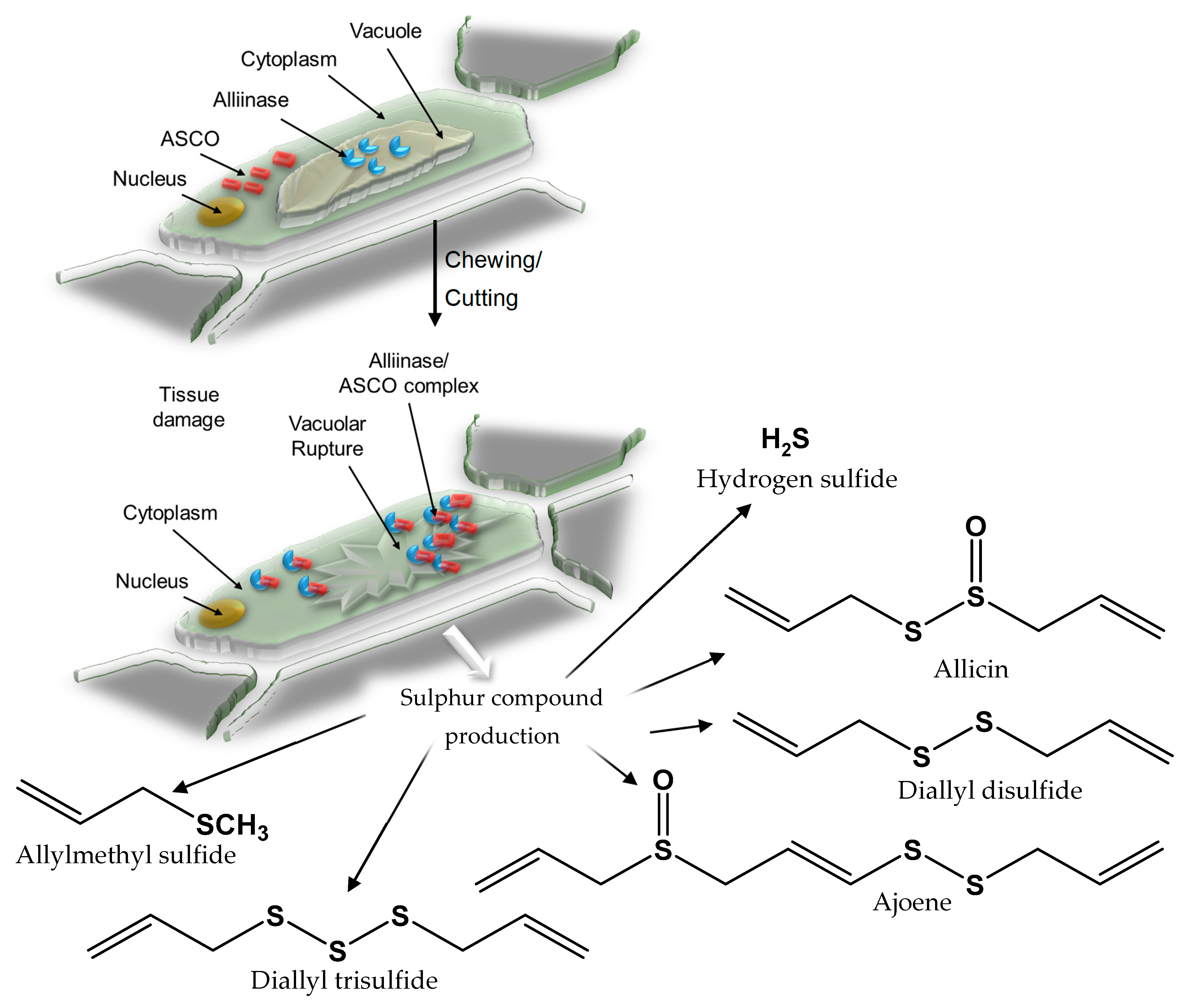 Molecules 24 04006 g001 Molecules 24 04006 g001