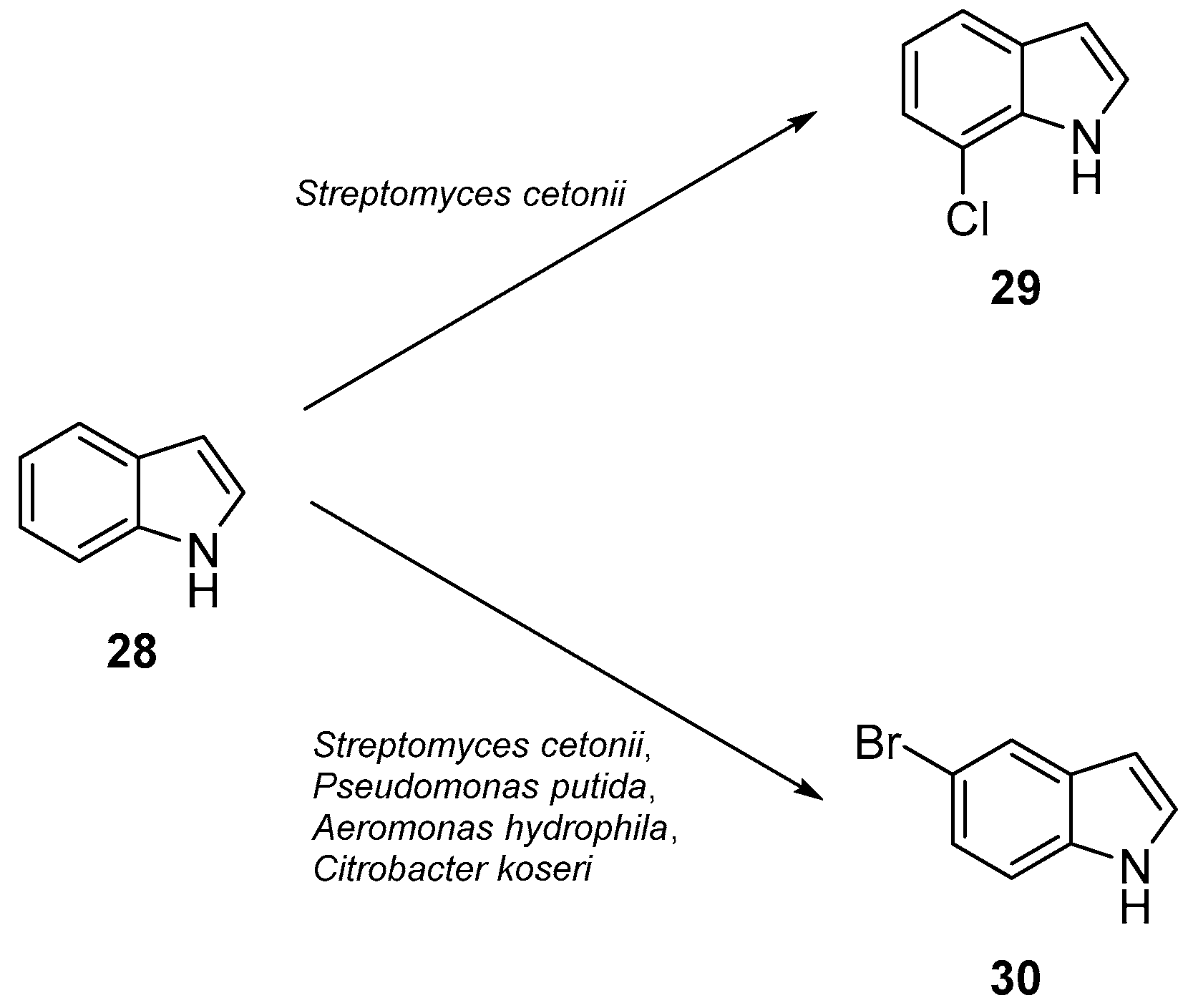 Molecules 24 04008 g013
