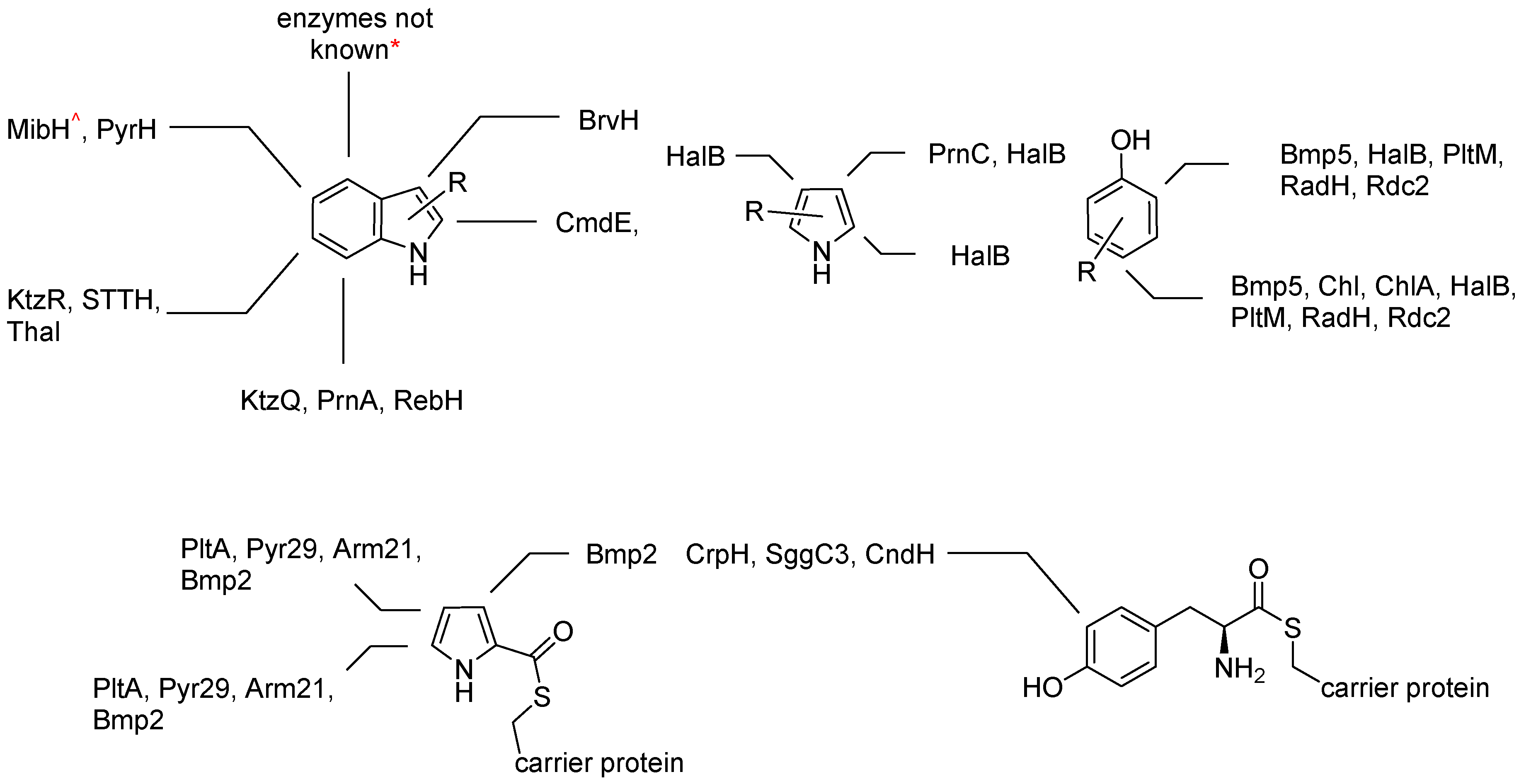 Label the carrier proteins in model 3